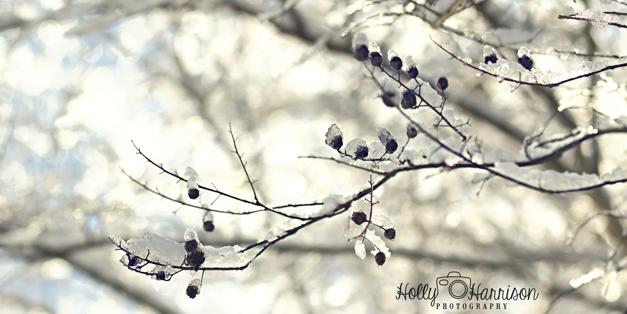Canon EF 85mm F1.8 USM sample photo. Winter crepe photography