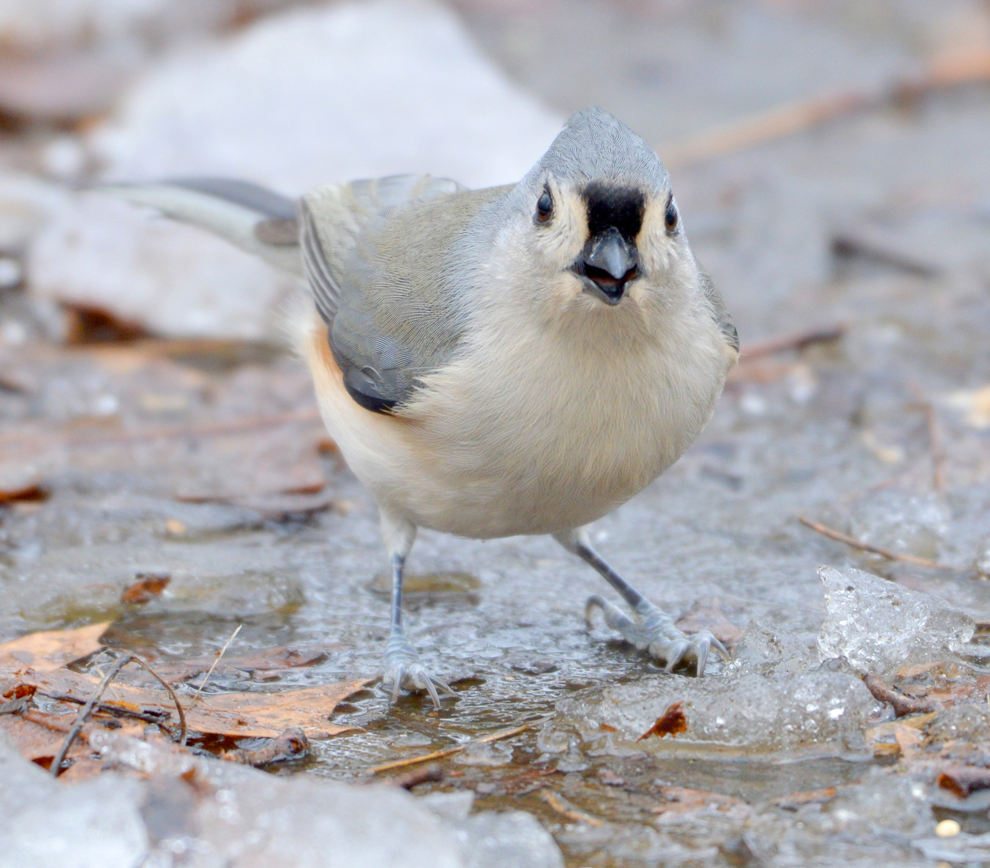 Nikon AF-S Nikkor 200-500mm F5.6E ED VR sample photo. Tufted titmouse photography