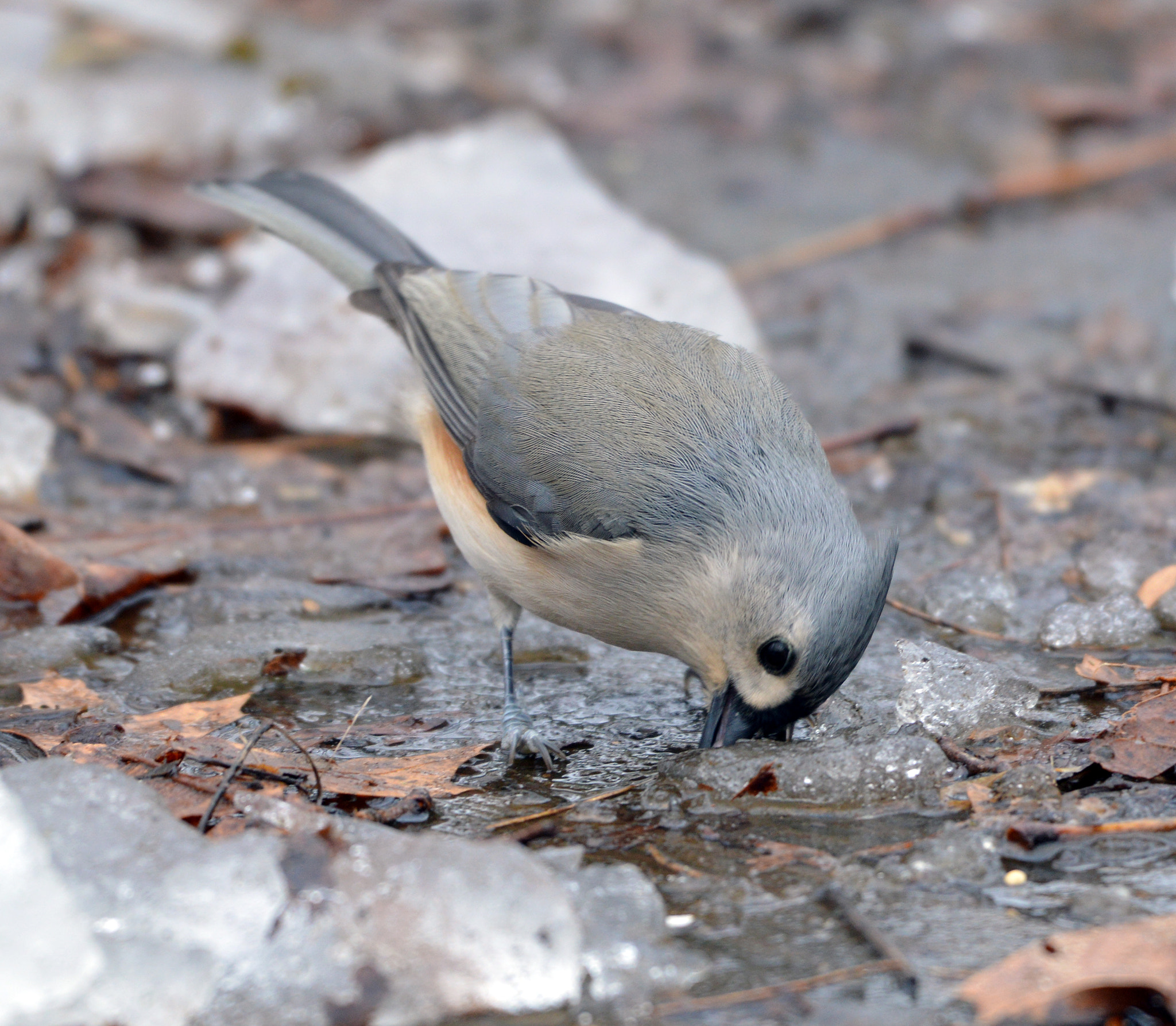 Nikon D3200 + Nikon AF-S Nikkor 200-500mm F5.6E ED VR sample photo. Tufted titmouse getting a drink of water photography