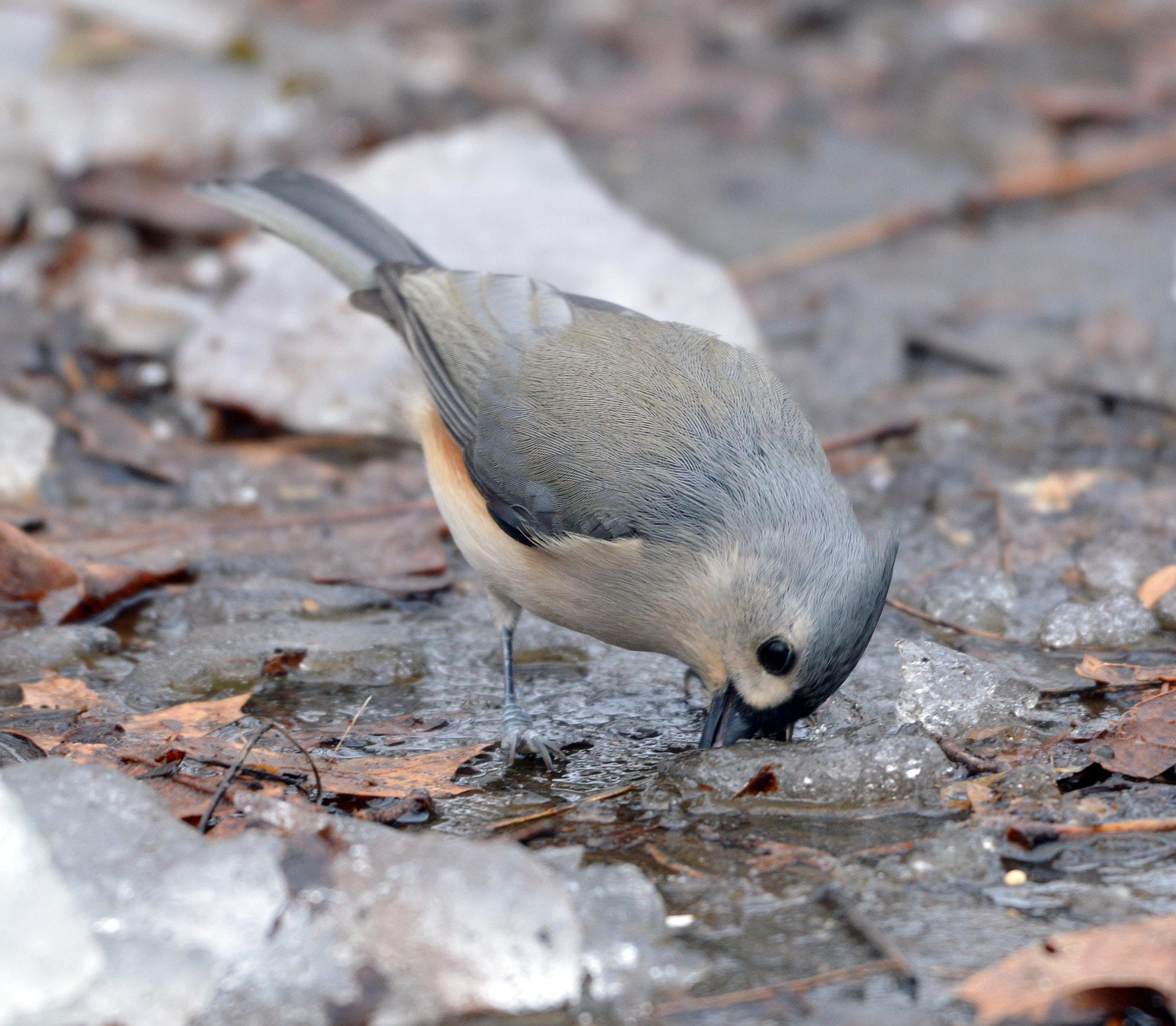 Nikon AF-S Nikkor 200-500mm F5.6E ED VR sample photo. Tufted titmouse getting a drink of water photography