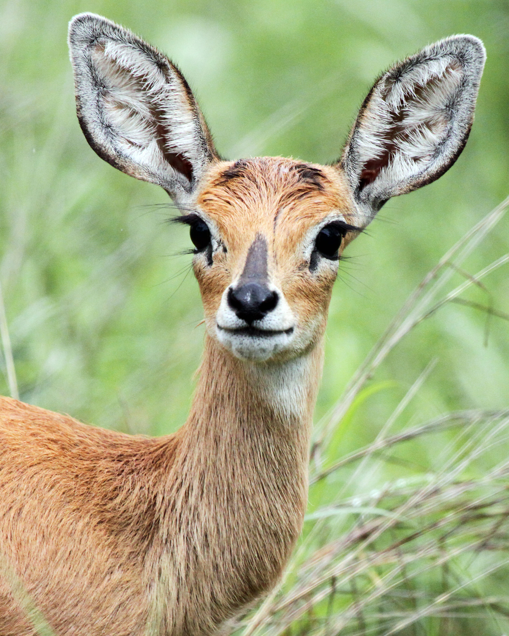 Canon EF 100-400mm F4.5-5.6L IS USM sample photo. Steenbok eyes and ears are on you photography