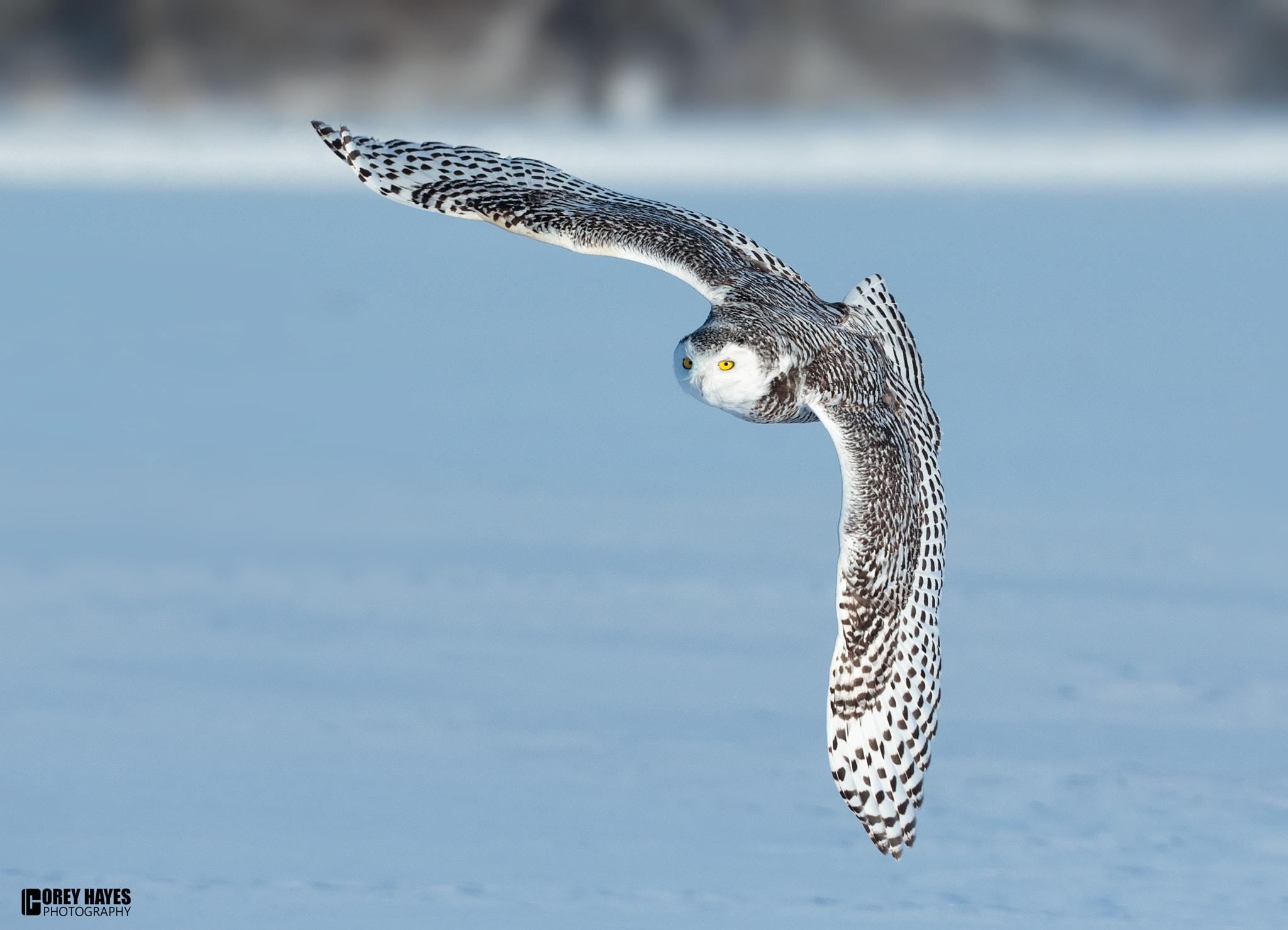 Canon EOS-1D X + Canon EF 500mm F4L IS USM sample photo. Snowy photography