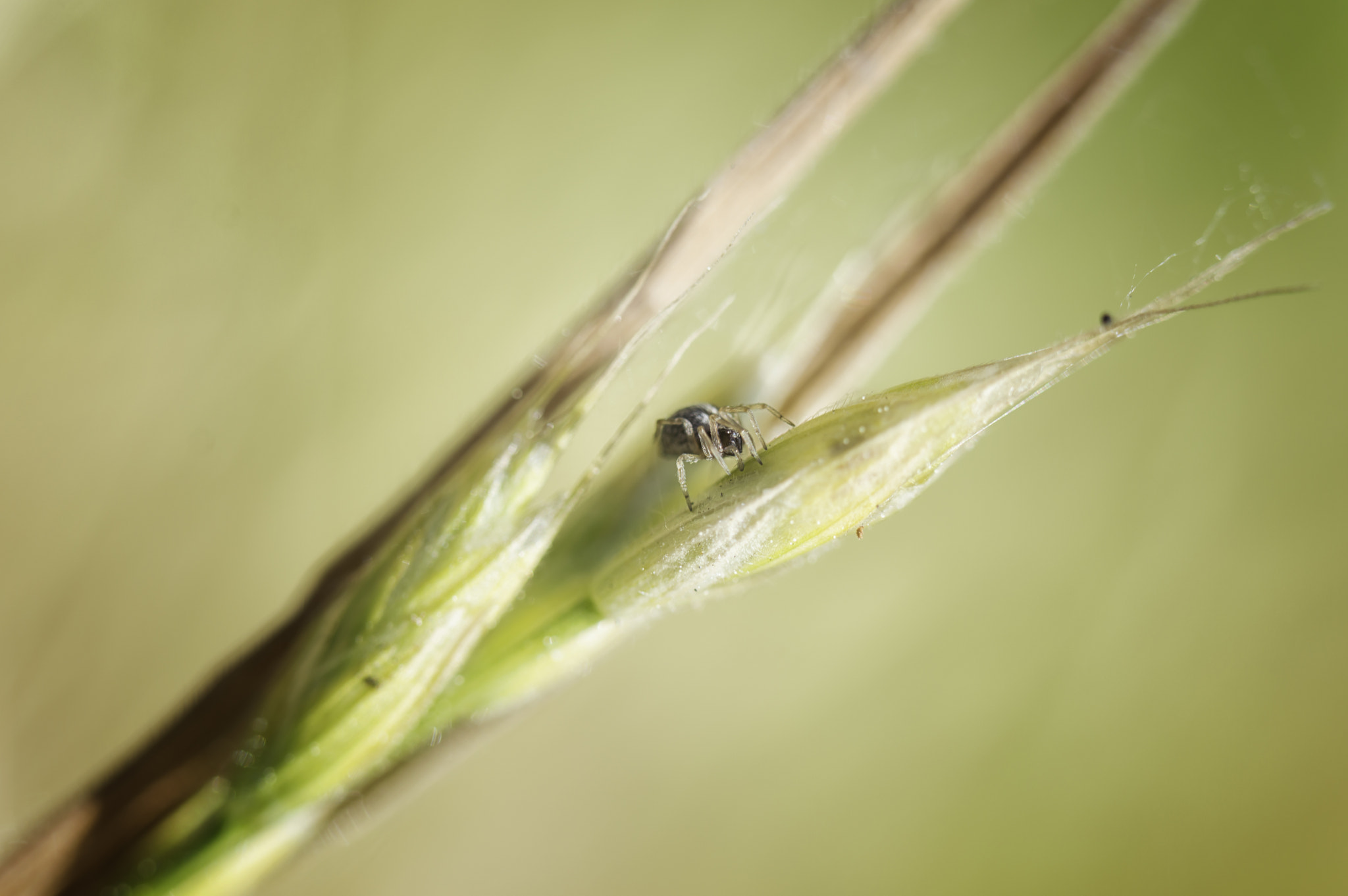 Nikon D3200 + Tamron SP AF 60mm F2 Di II LD IF Macro sample photo. Spider and grass seed photography