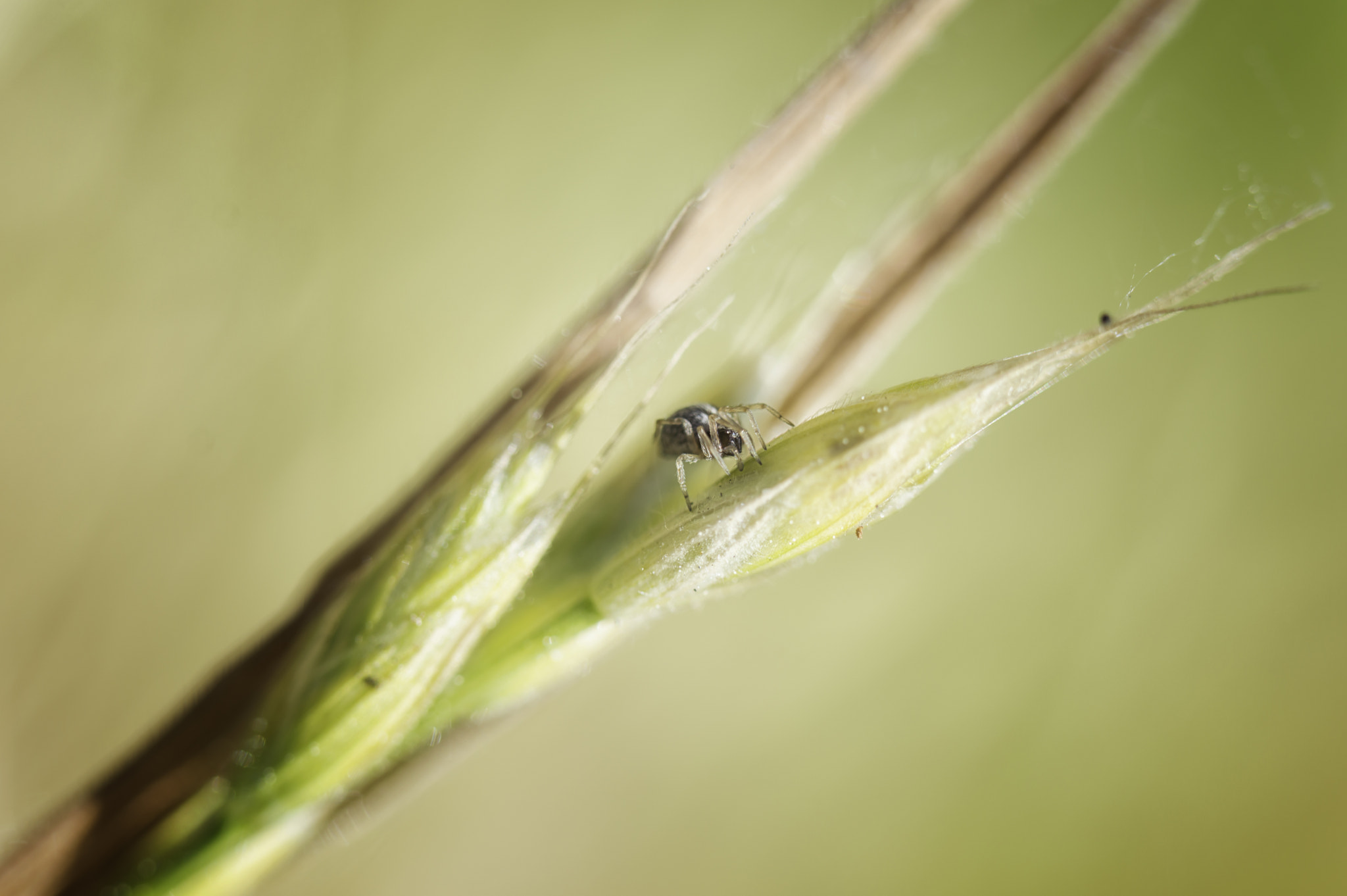 Nikon D3200 sample photo. Spider and grass seed photography