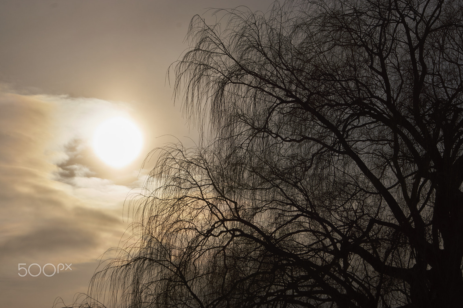 Sony SLT-A65 (SLT-A65V) sample photo. Arbre et soleil photography