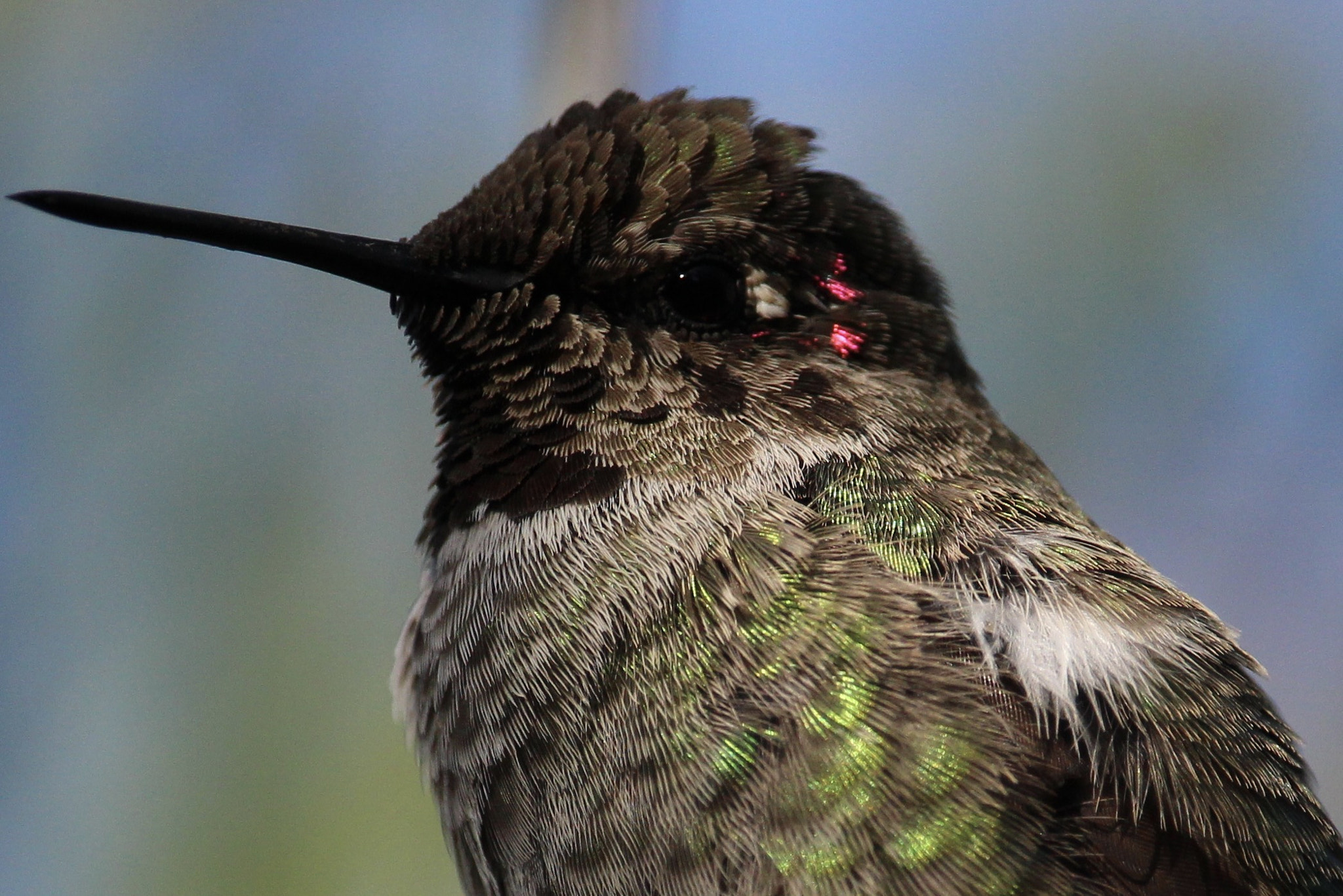 Canon EOS 100D (EOS Rebel SL1 / EOS Kiss X7) sample photo. Anna's hummingbird photography