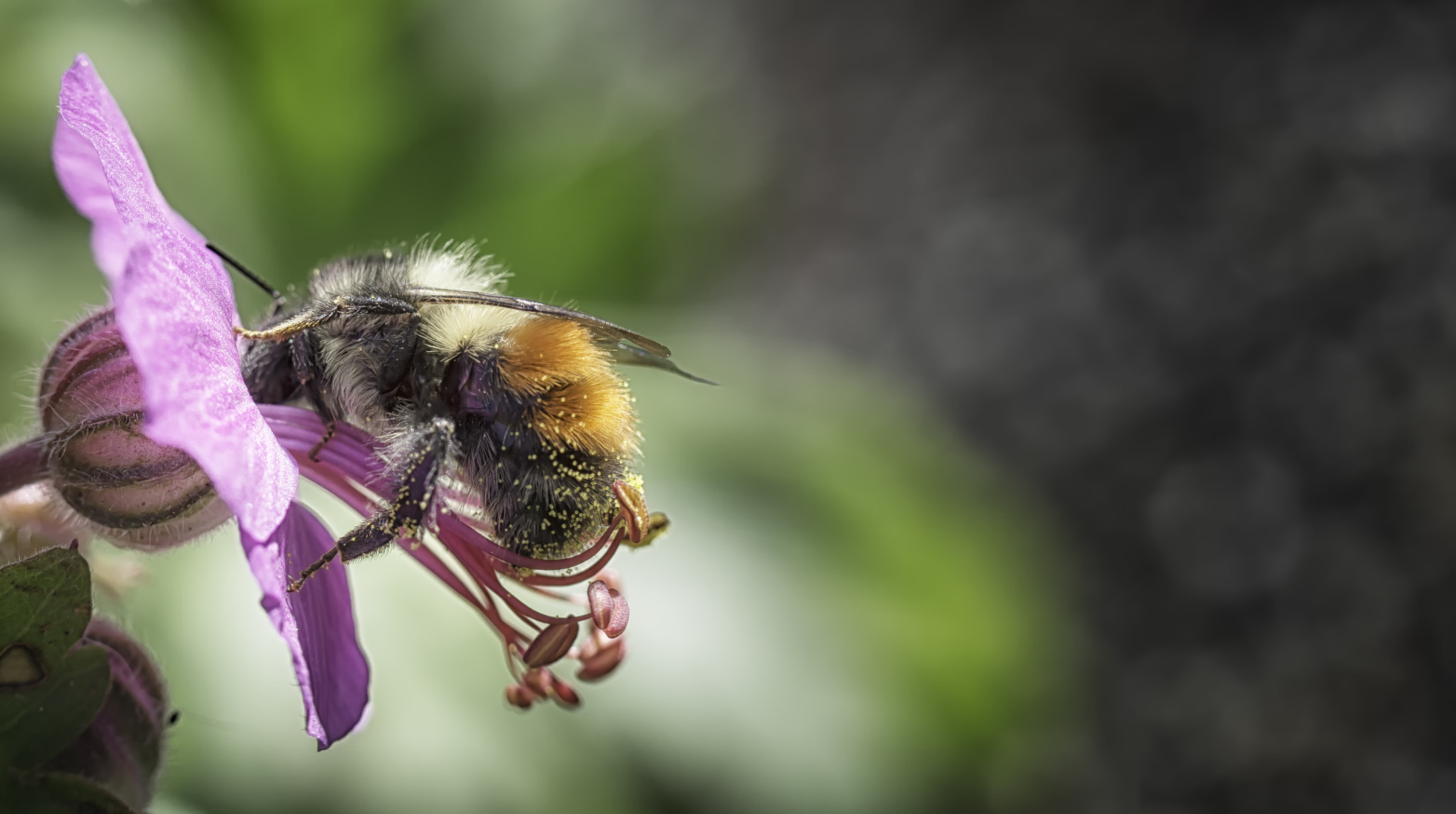Nikon D3200 + Tamron SP AF 60mm F2 Di II LD IF Macro sample photo. Bee and nectar photography
