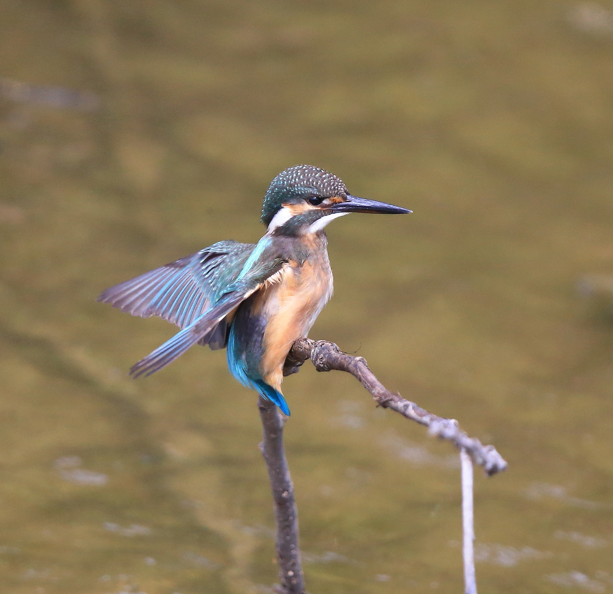 Canon EF 600mm F4L IS II USM sample photo. 704 photography