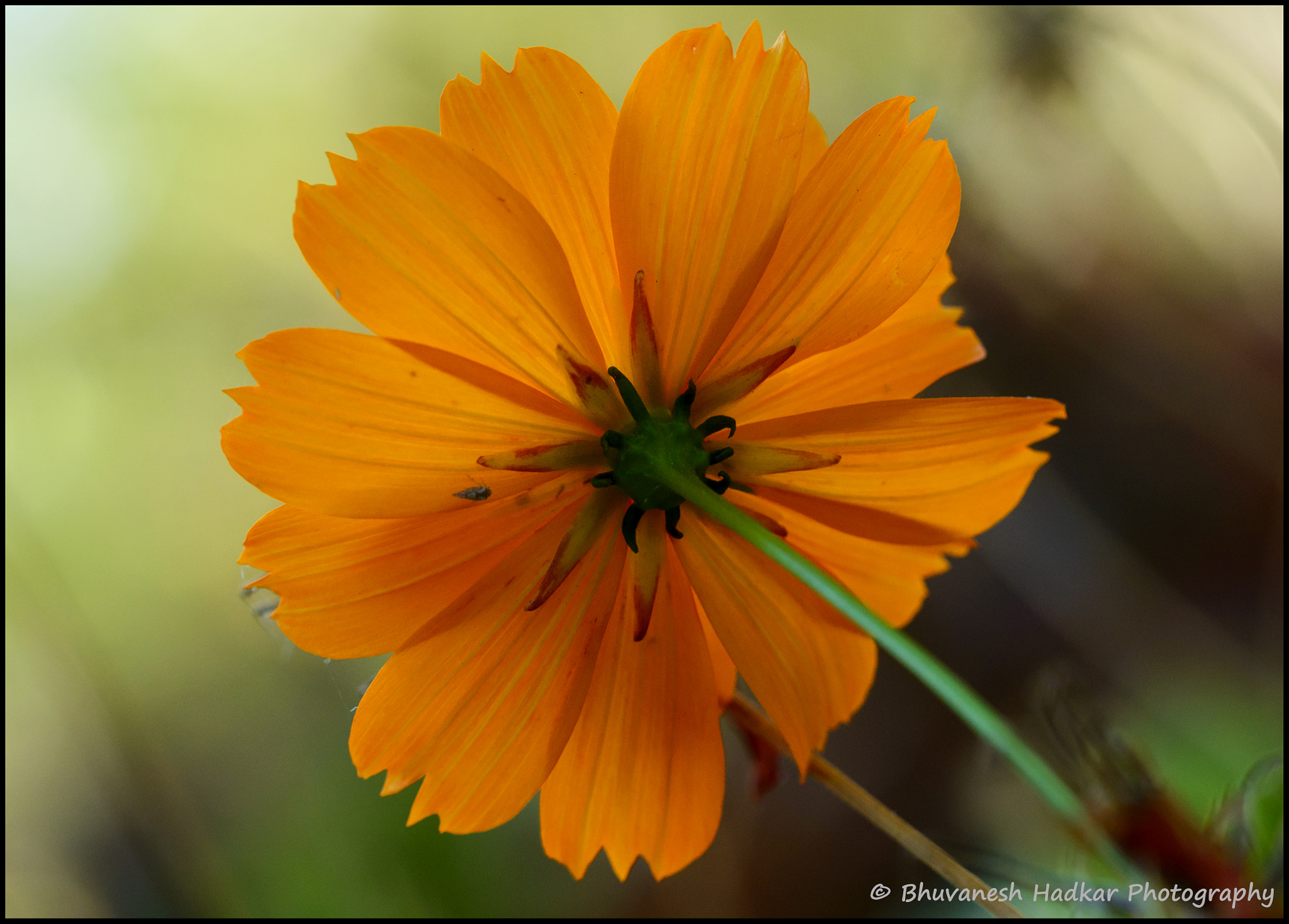 Nikon D800 sample photo. Another side of cosmos! photography