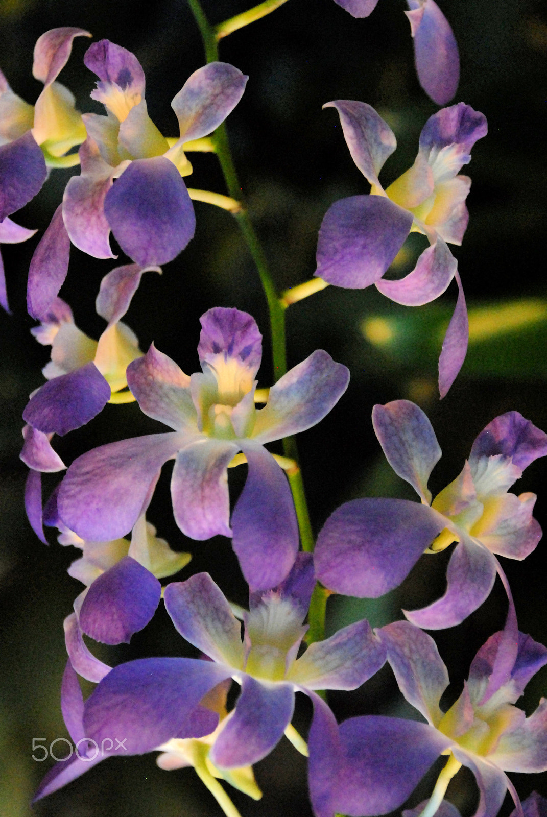 Nikon D200 sample photo. Flowers photography