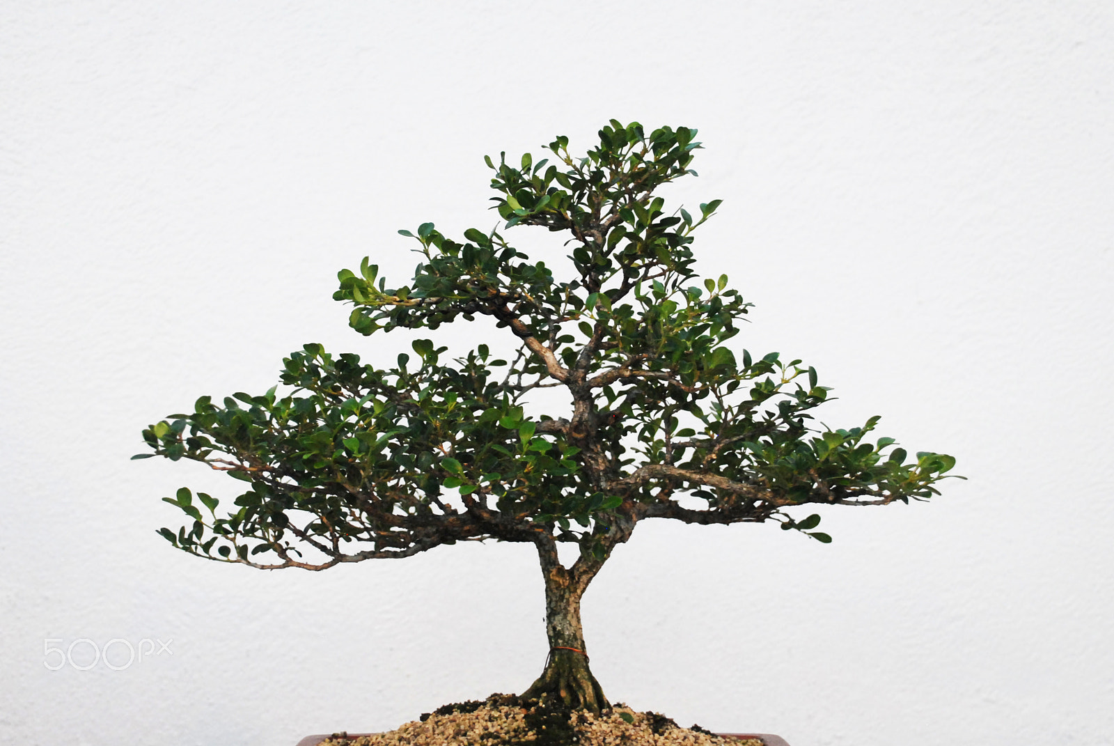 Nikon D200 sample photo. Chinese bonsai photography