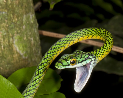 Canon EOS-1D Mark IV sample photo. Interesting snake photography