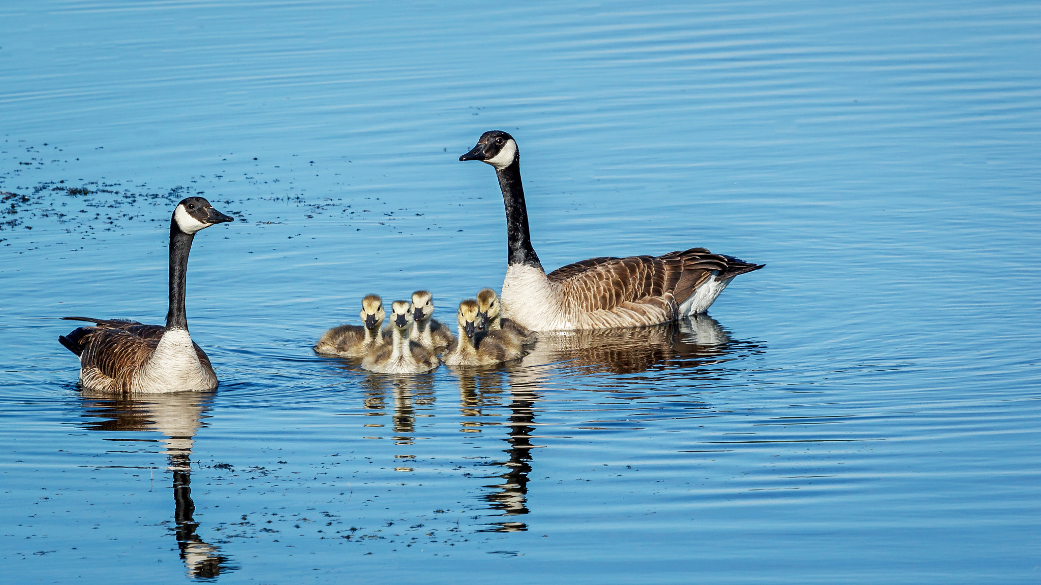 Canon EF 100-400mm F4.5-5.6L IS USM sample photo. Parenthood photography