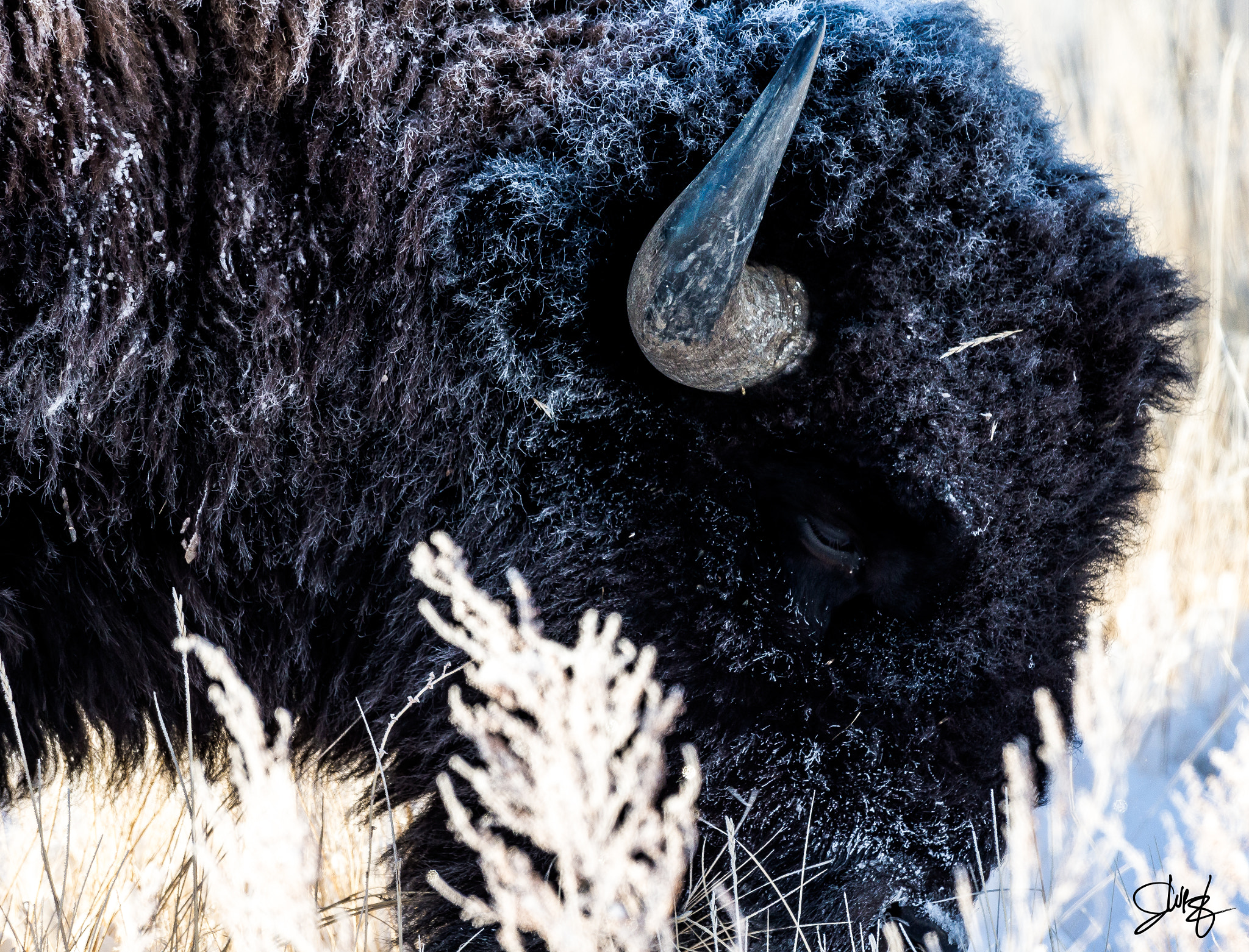 Canon EOS-1D X + Canon EF 600mm f/4L IS sample photo. North american bison photography