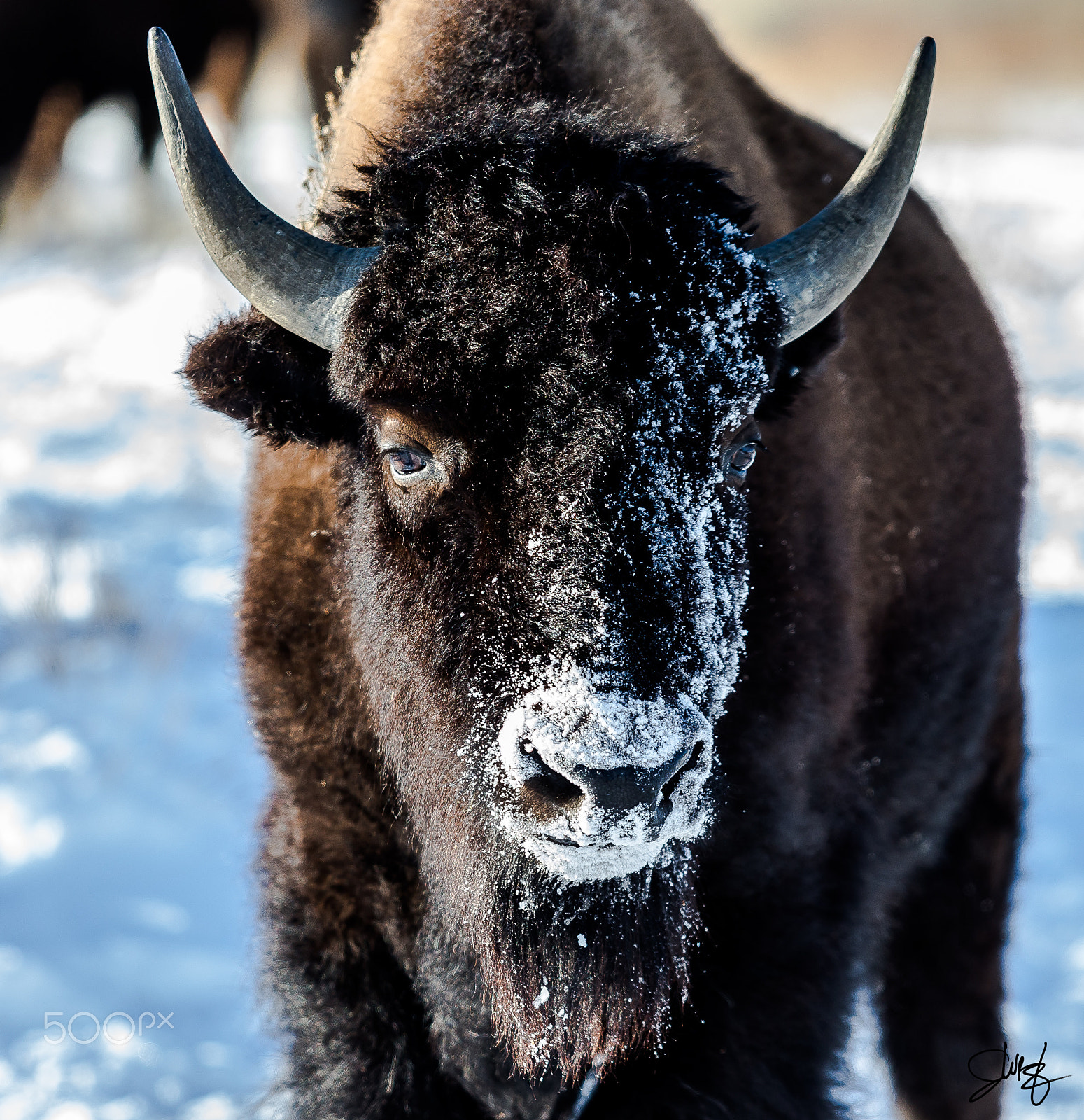 Canon EF 70-200mm F2.8L USM sample photo. North american bison in snow photography