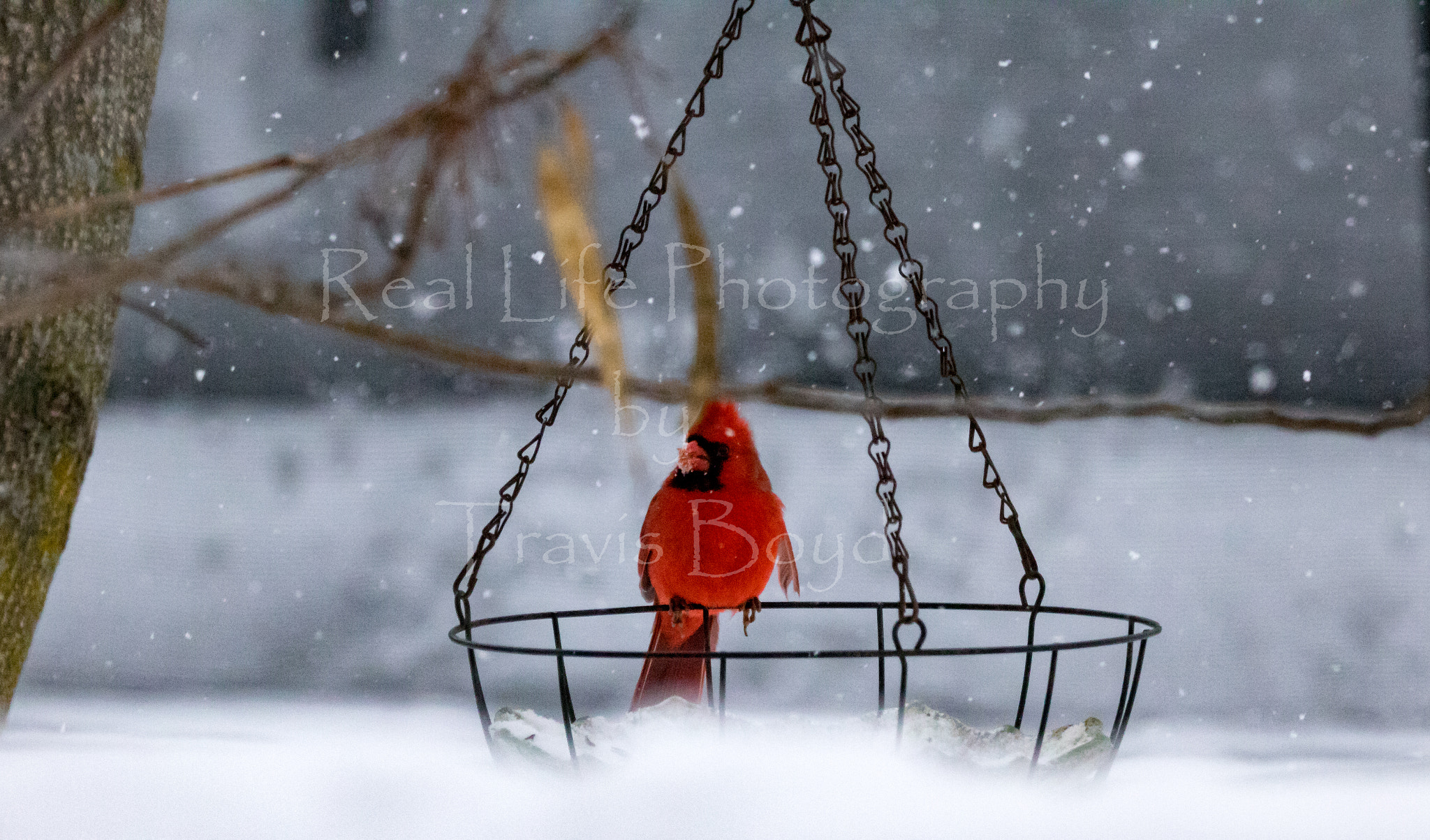 150-600mm F5-6.3 DG OS HSM | Sports 014 sample photo. Red surrounded by white photography