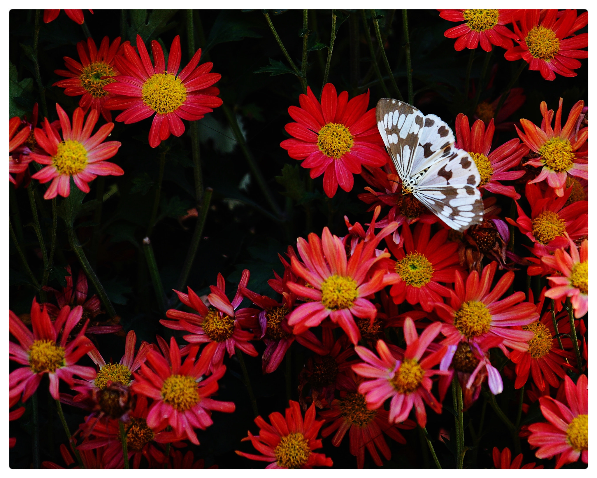 Canon EOS 40D + Canon EF 70-200mm F4L IS USM sample photo