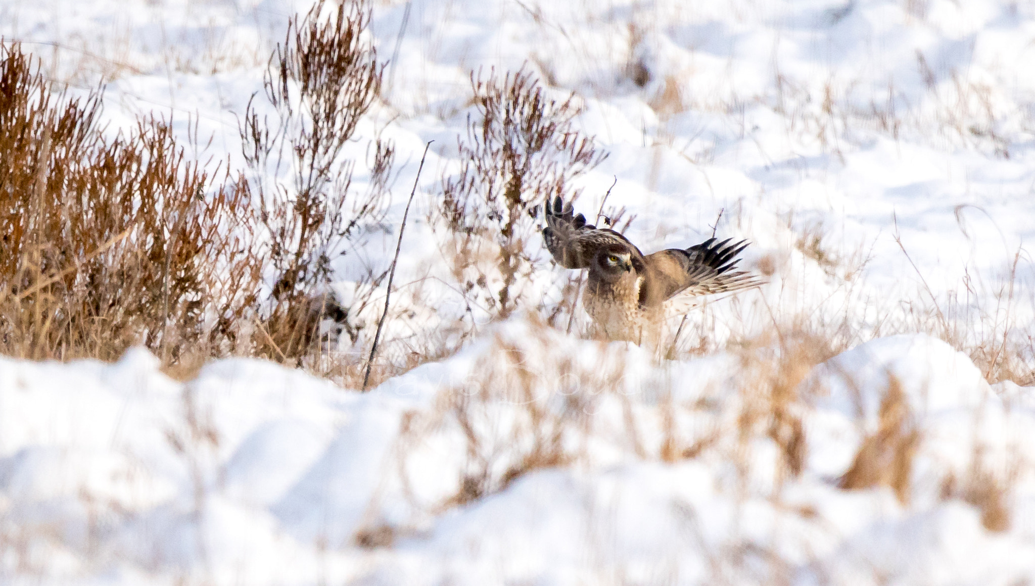 150-600mm F5-6.3 DG OS HSM | Sports 014 sample photo. Trying to blend in photography