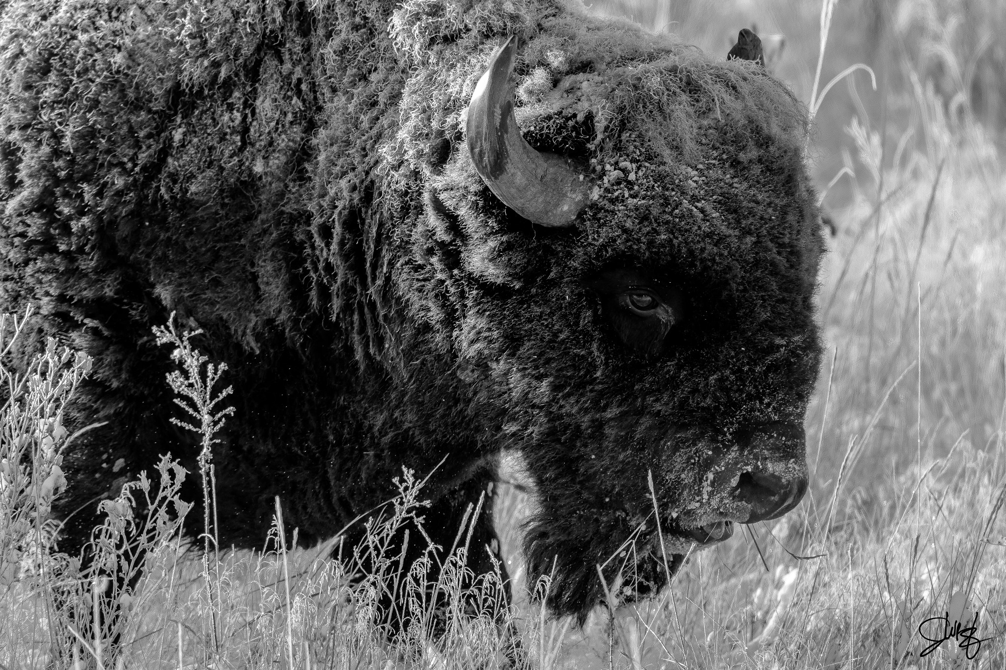 Canon EOS-1D X sample photo. Bison in black and white photography