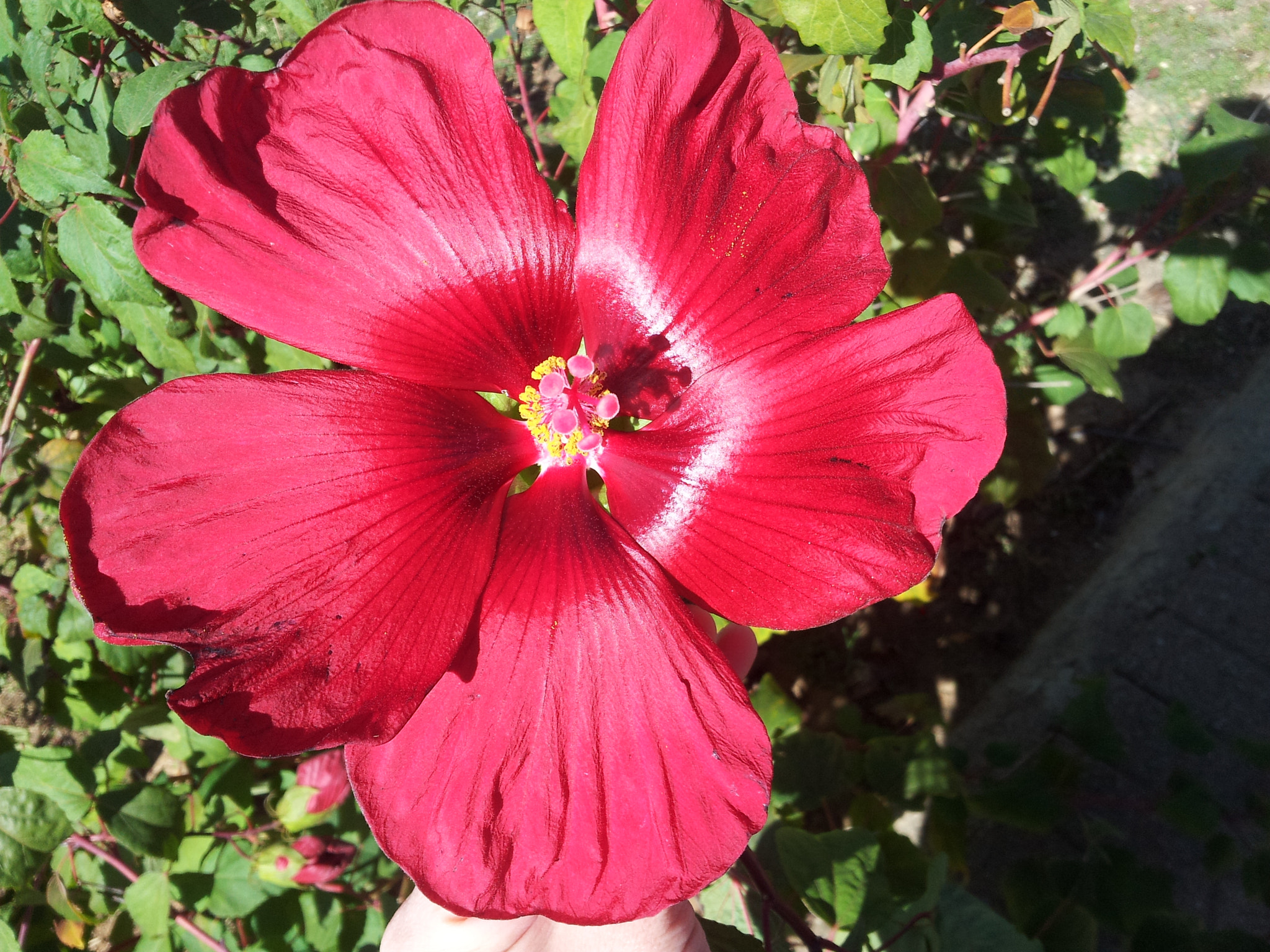 Samsung Galaxy S2 Epic sample photo. Hibiscus flower photography