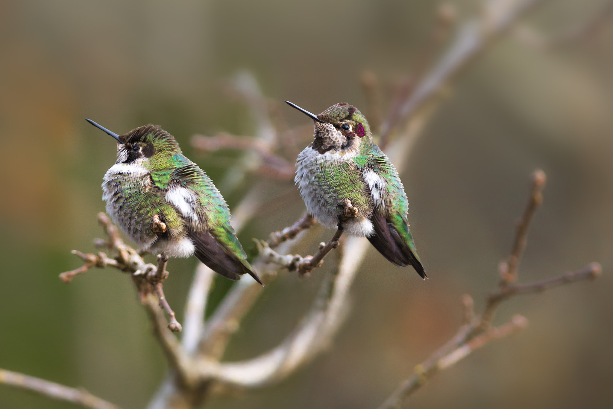 Nikon D610 + Nikon AF-S Nikkor 300mm F4D ED-IF sample photo. Winter hummingbirds photography