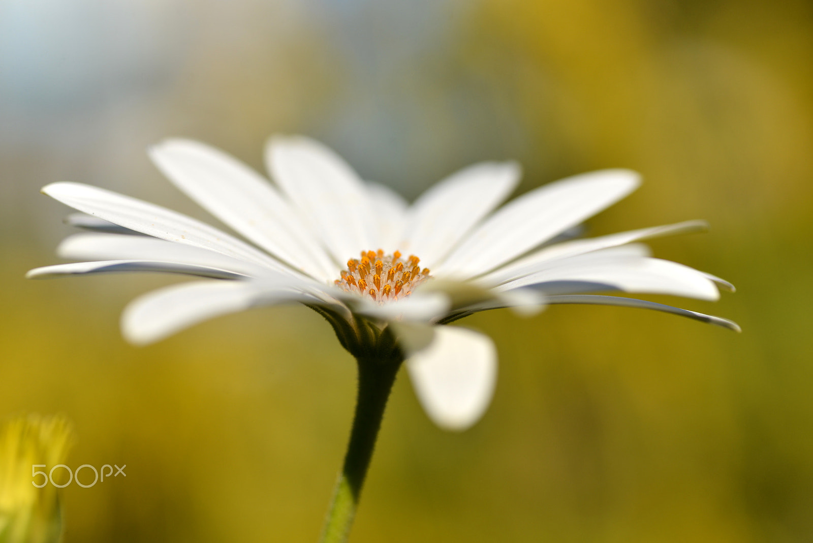 Nikon D600 sample photo. Winter gazania photography