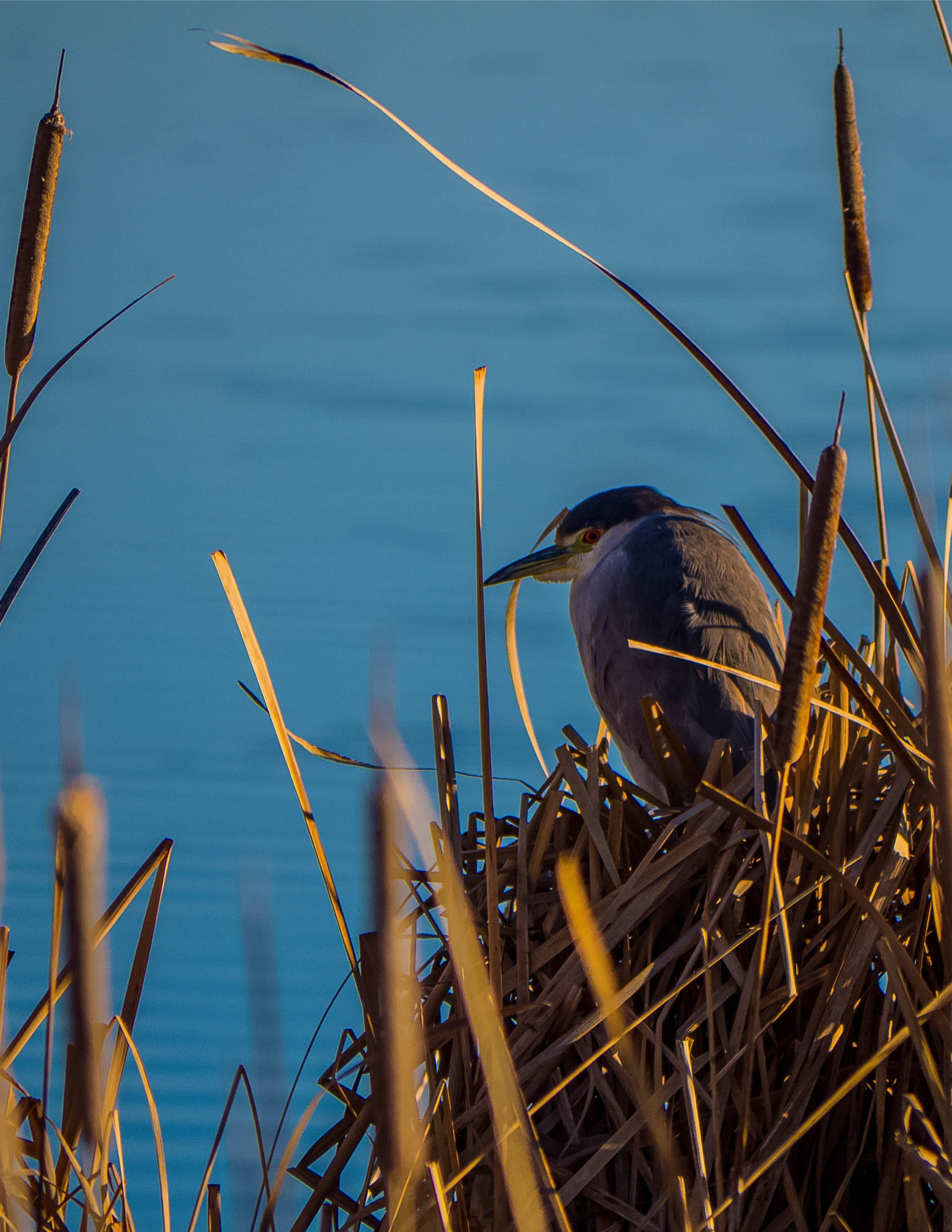 Panasonic Lumix DMC-GH3 sample photo. Black-crowned night heron photography