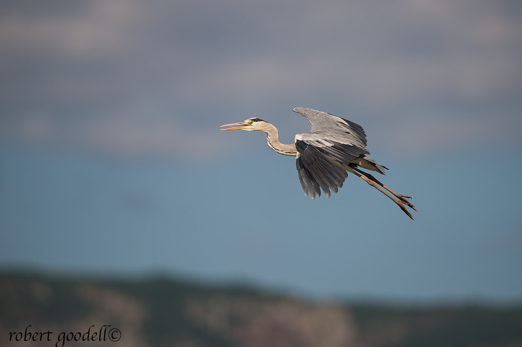 Nikon D4 + Nikon AF-S Nikkor 500mm F4G ED VR sample photo. Grey heron in flight photography