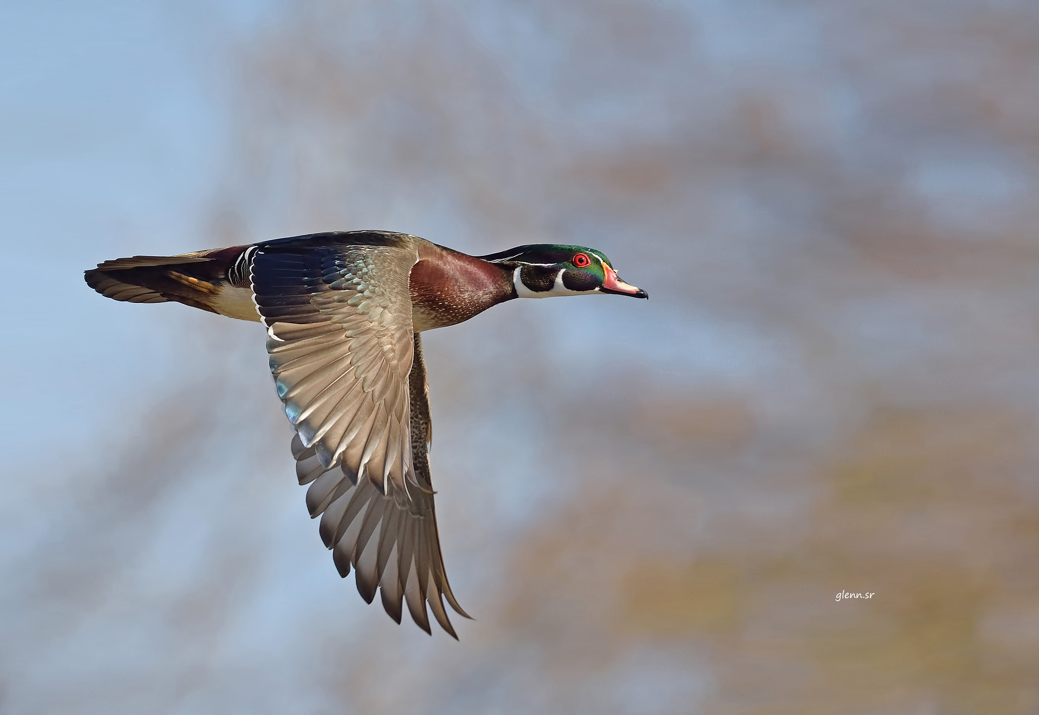 Nikon Nikkor AF-S 300mm F4E PF ED VR sample photo. Wood duck photography