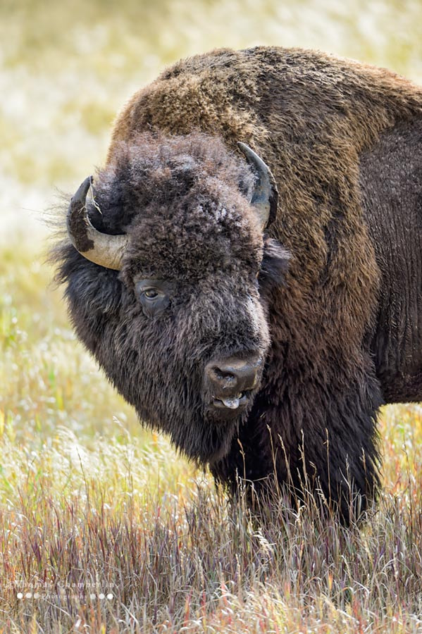 Nikon D4 sample photo. American bison photography