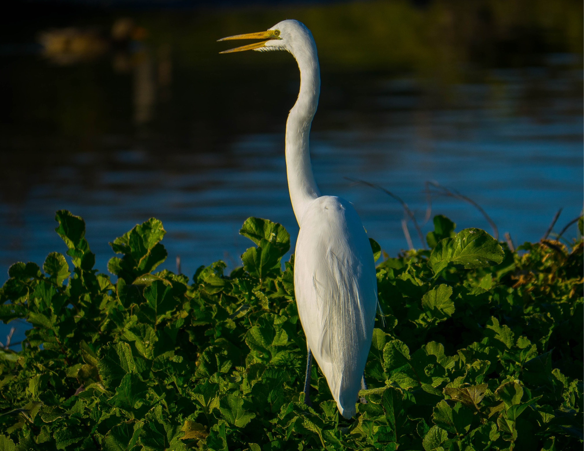 Panasonic Lumix DMC-GH3 sample photo. Great egret photography