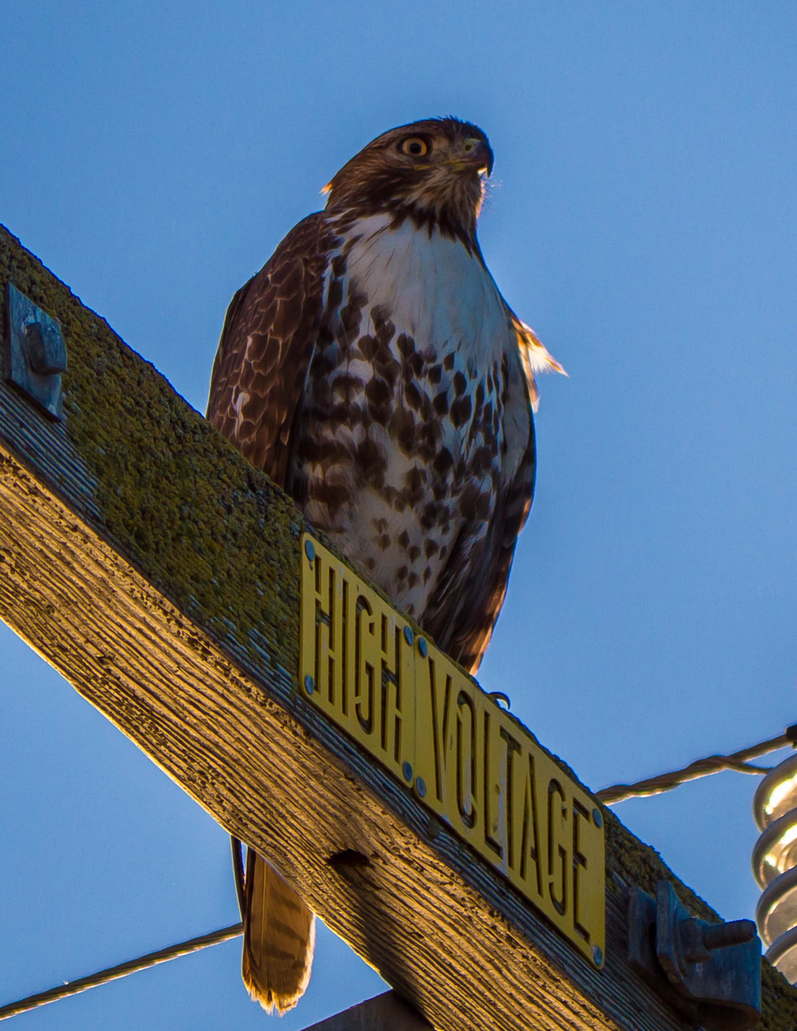 Panasonic Lumix DMC-GH3 sample photo. Juvenile red tail hawk photography