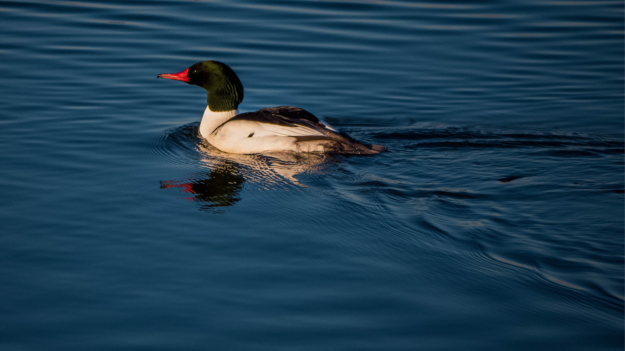 Panasonic Lumix DMC-GH3 sample photo. Merganser (male) photography