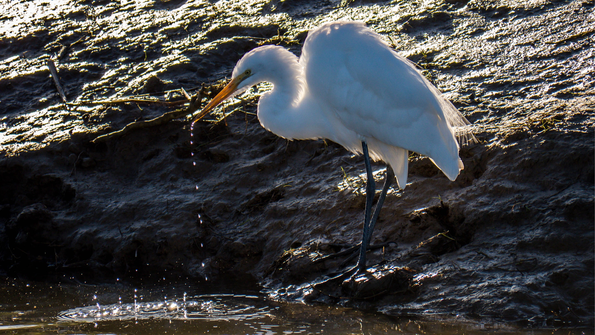 Panasonic Lumix DMC-GH3 sample photo. Great egret photography