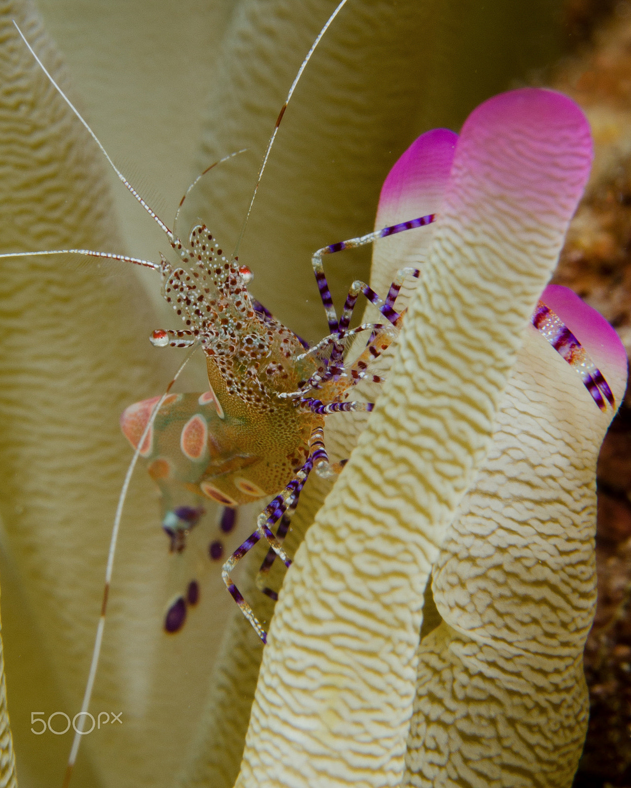 Nikon D7000 + Nikon AF-S Micro-Nikkor 60mm F2.8G ED sample photo. Spotted cleaner shrimp on a pink tipped anemone photography