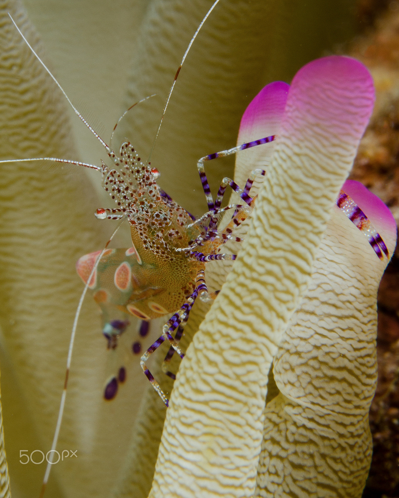 Nikon AF-S Micro-Nikkor 60mm F2.8G ED sample photo. Spotted cleaner shrimp on a pink tipped anemone photography