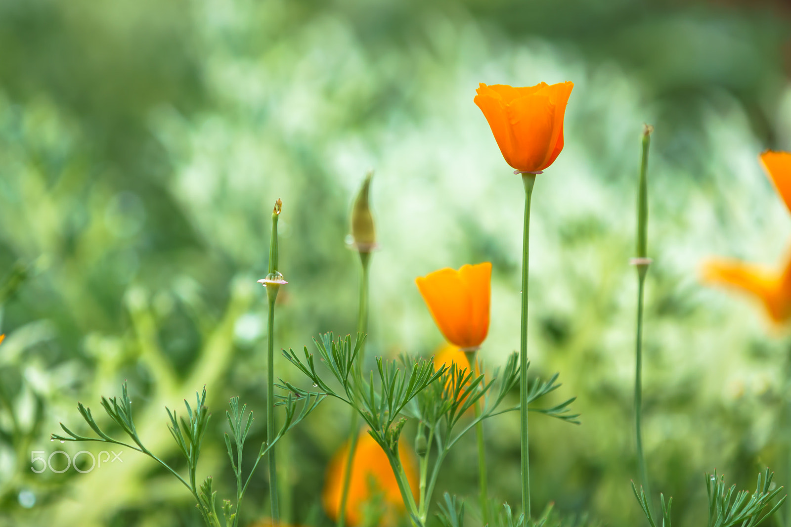 70-200mm F2.8 G SSM OSS II sample photo. Flower in a green. photography