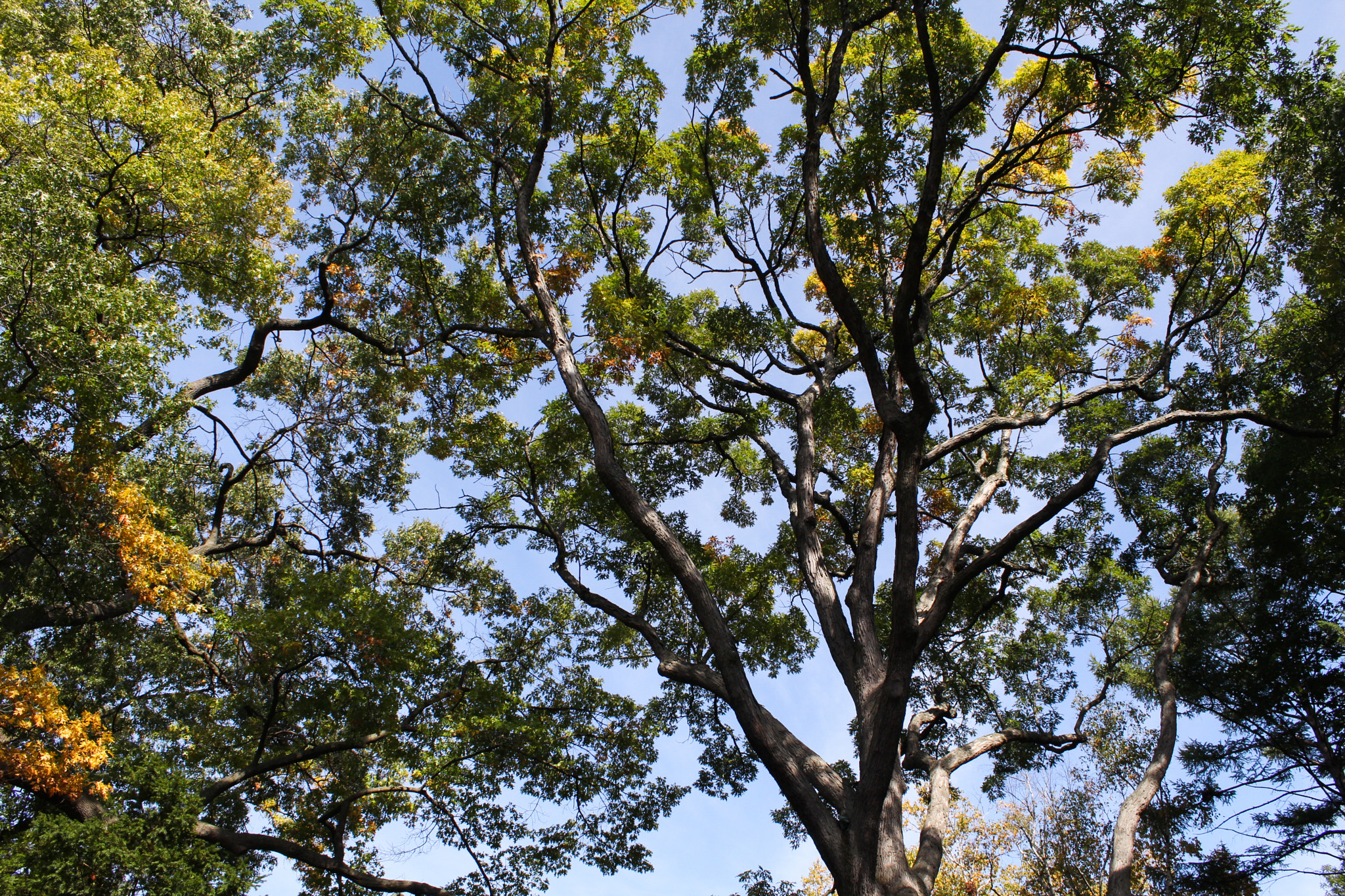 Canon EOS 700D (EOS Rebel T5i / EOS Kiss X7i) sample photo. Summer in high park - toronto photography
