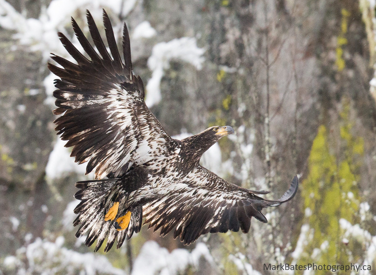 Canon EOS-1D X + Canon EF 500mm F4L IS II USM sample photo. Heading up photography