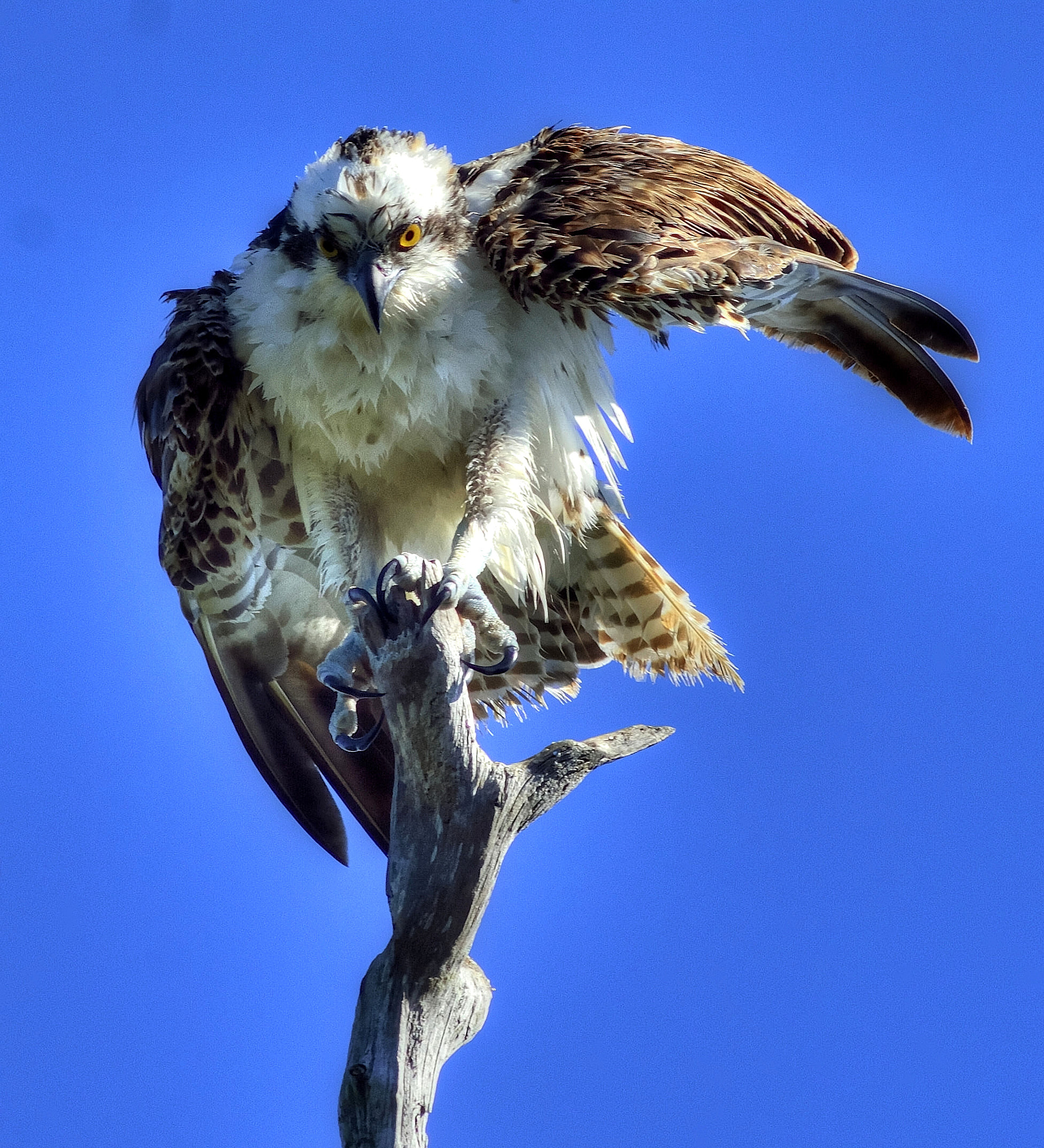AF Nikkor 300mm f/4 IF-ED sample photo. Preening osprey photography