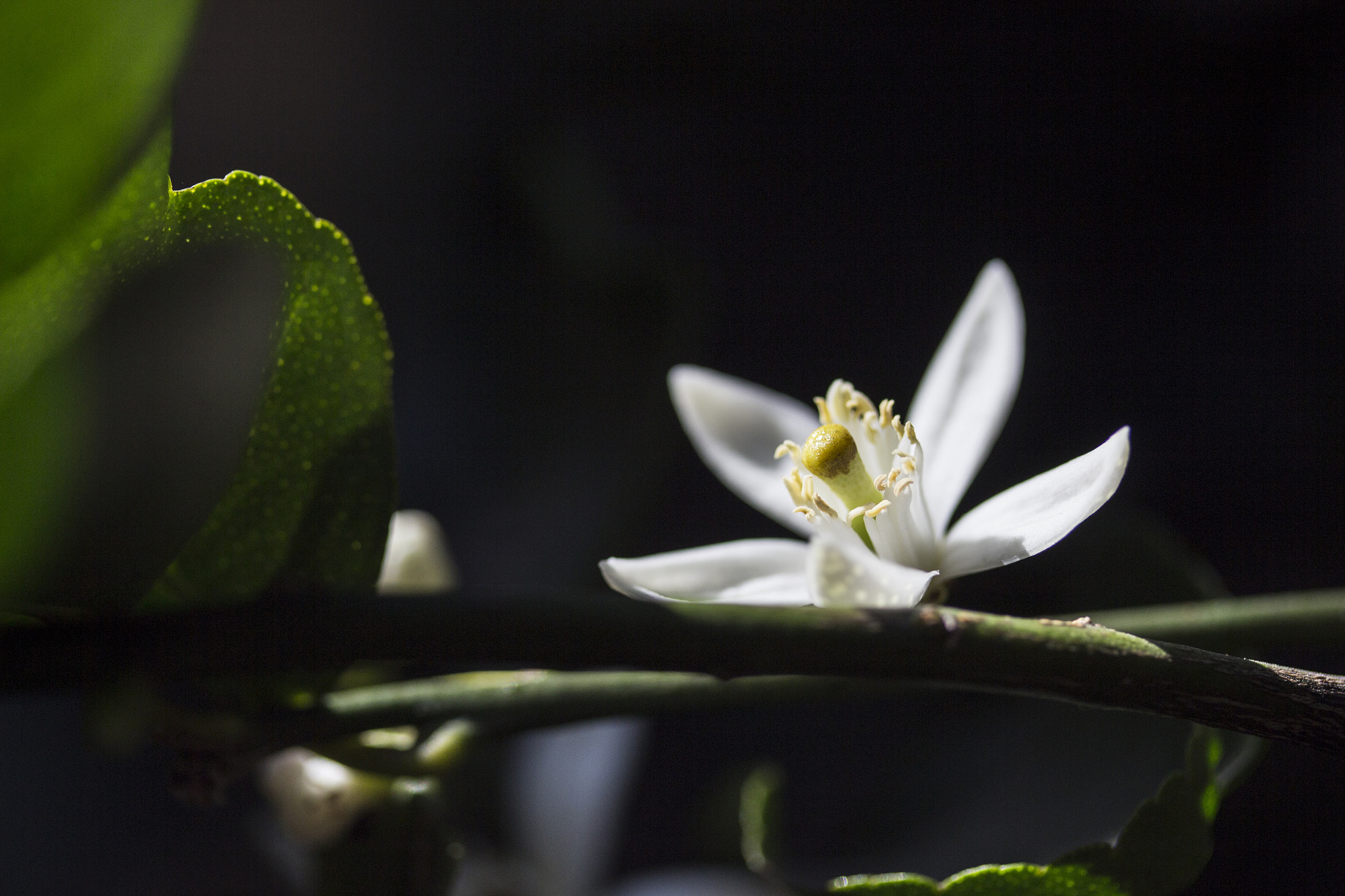 Canon EF-S 60mm F2.8 Macro USM sample photo. Limón photography
