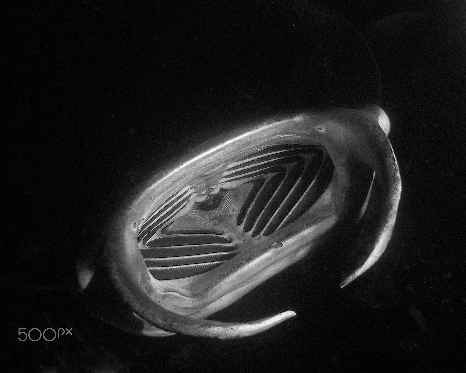 Olympus SP350 sample photo. A manta ray feeding at night in hawaii photography