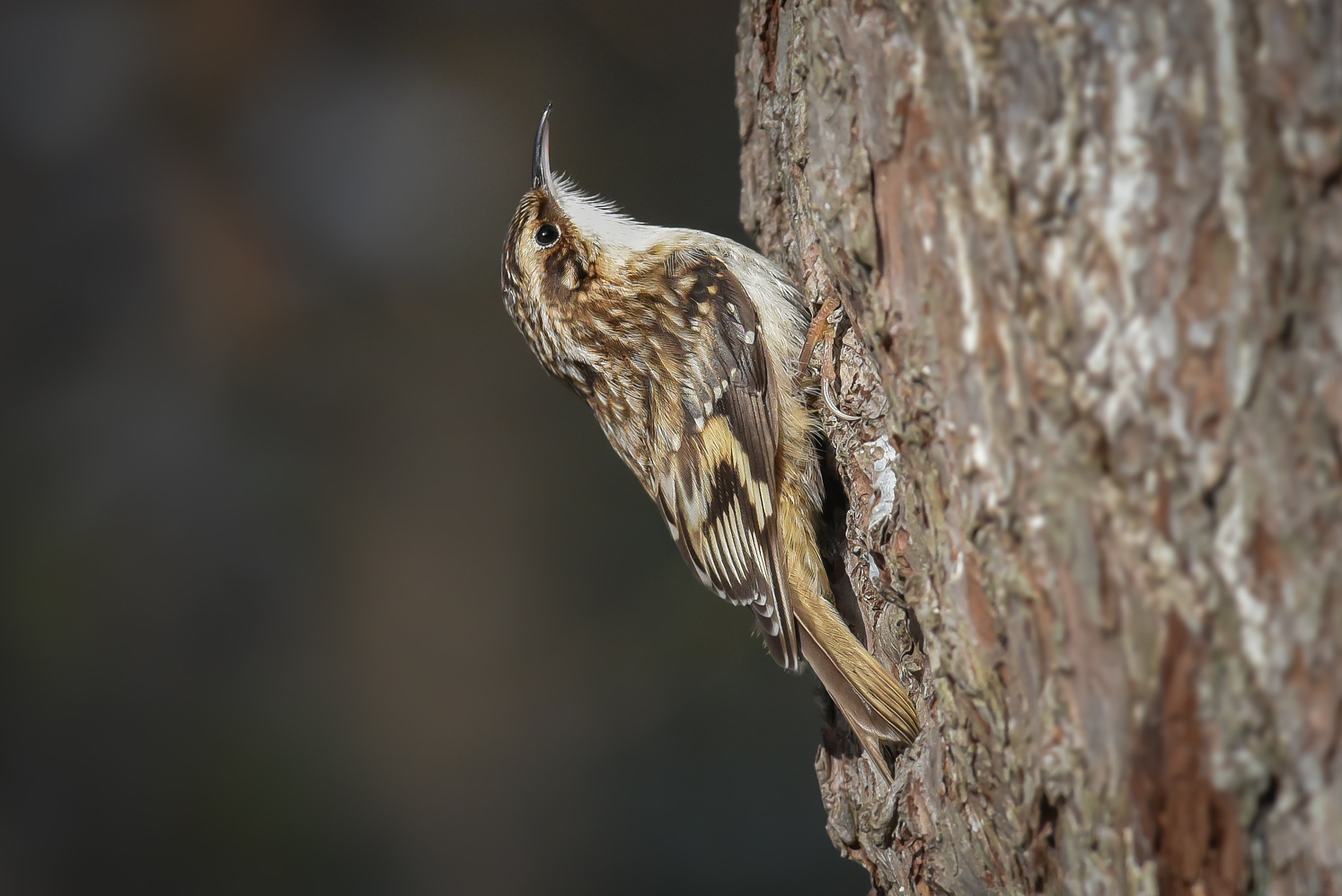 Nikon AF-S Nikkor 300mm F2.8G ED-IF VR sample photo. Brown creeper photography