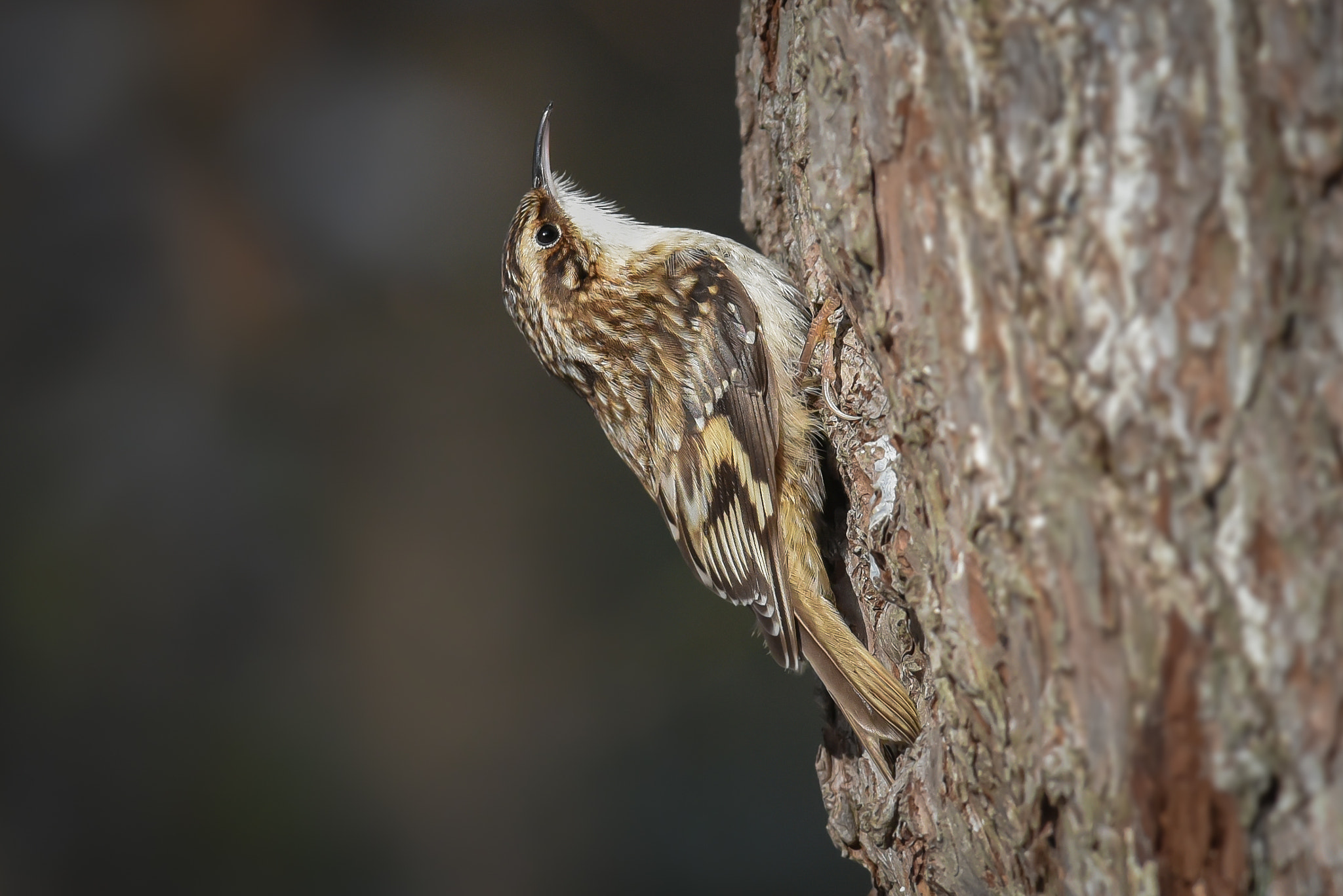 Nikon D750 sample photo. Brown creeper photography