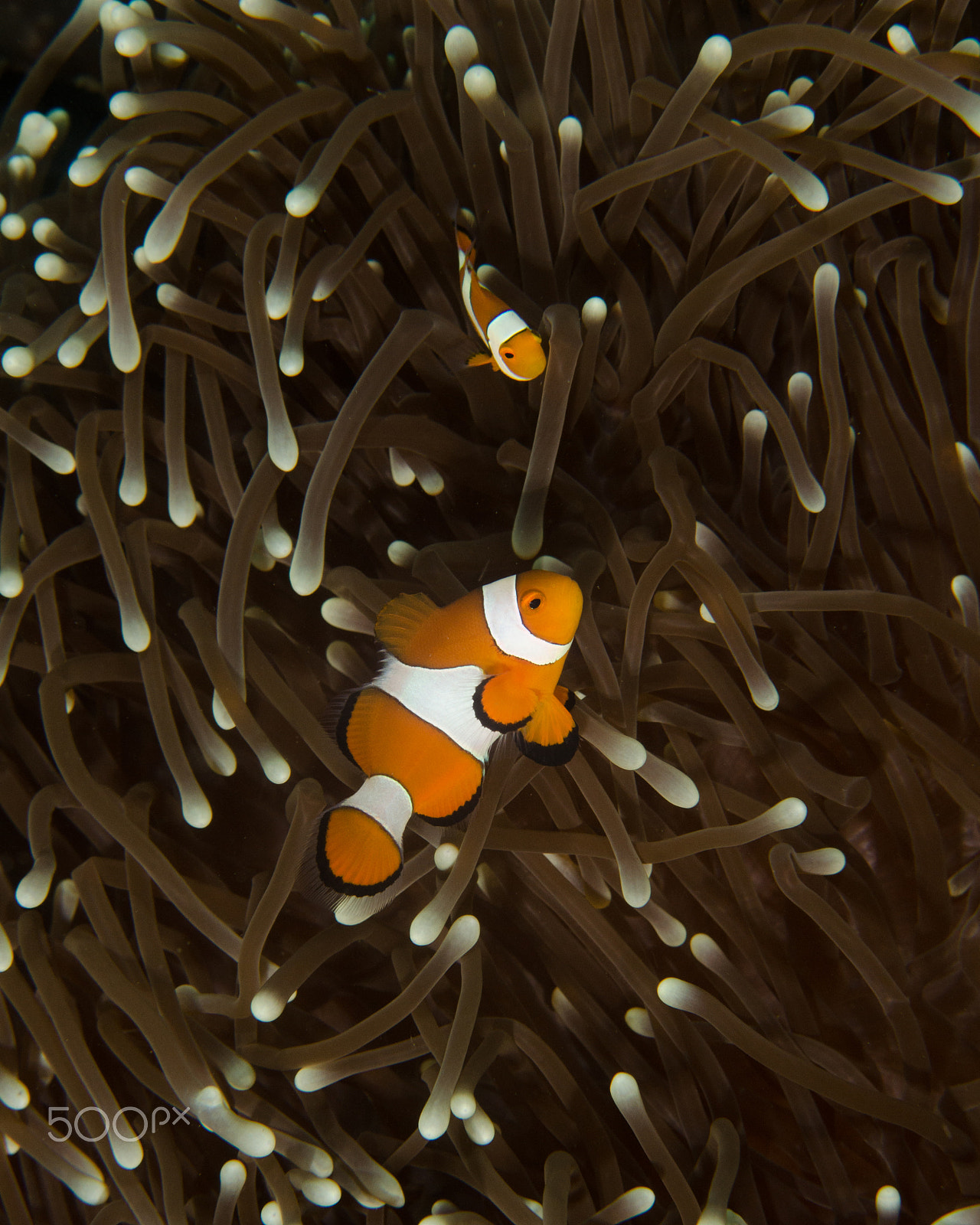 Nikon D7000 + Nikon AF-S Micro-Nikkor 60mm F2.8G ED sample photo. Clownfish beauty in indonesia photography