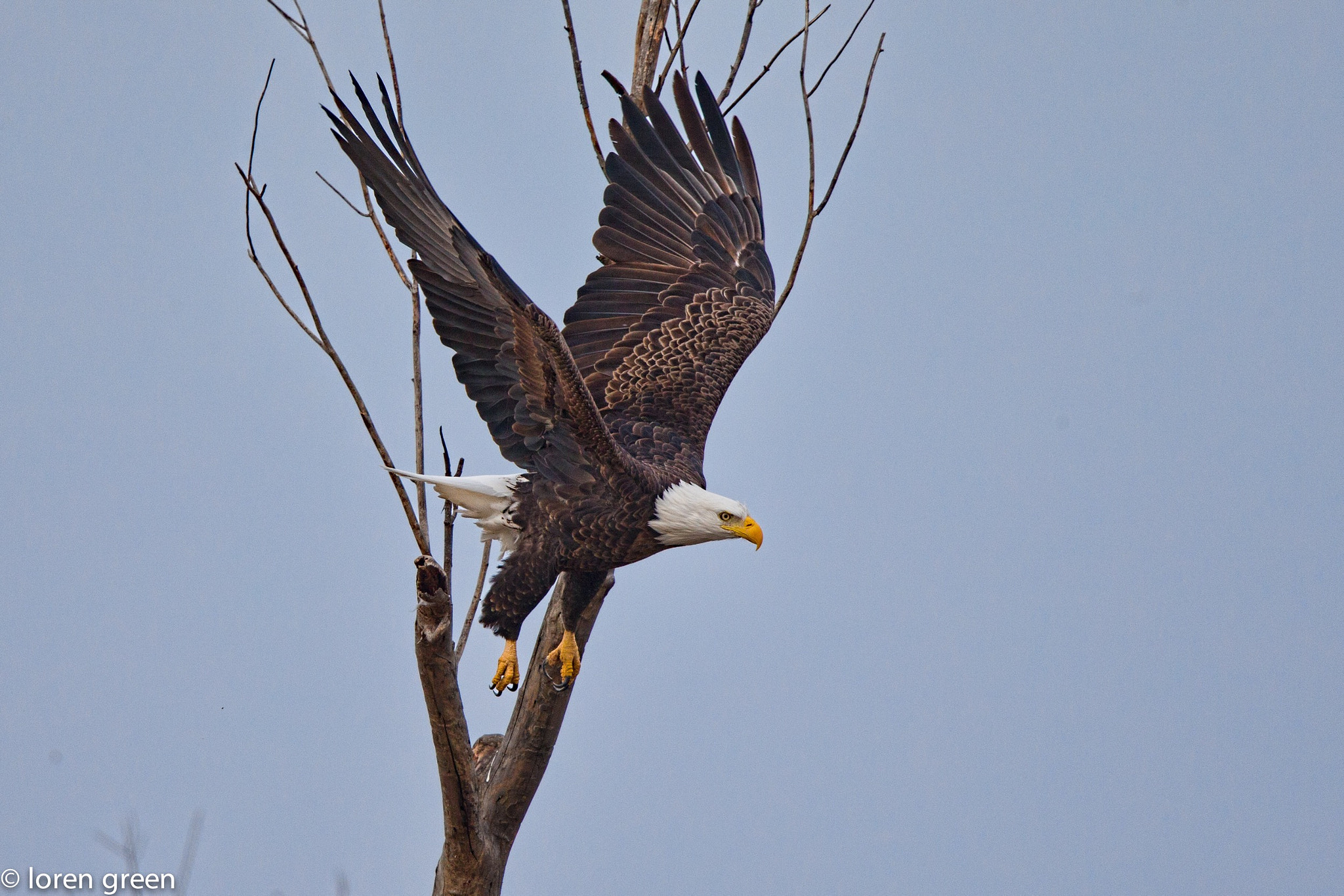Canon EF 600mm F4L IS II USM sample photo. Takeoff photography