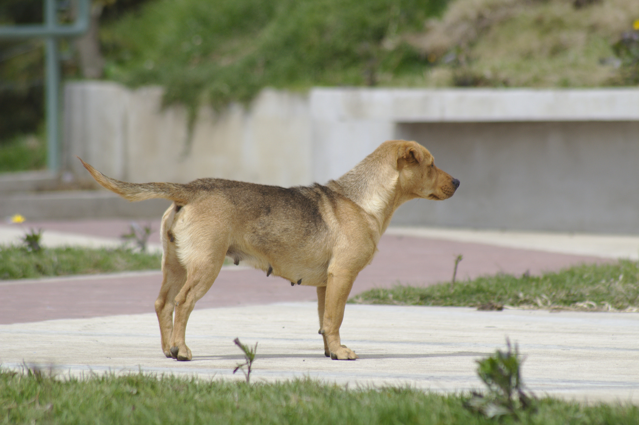 Canon EOS 1200D (EOS Rebel T5 / EOS Kiss X70 / EOS Hi) sample photo. Perro listo para la caza photography