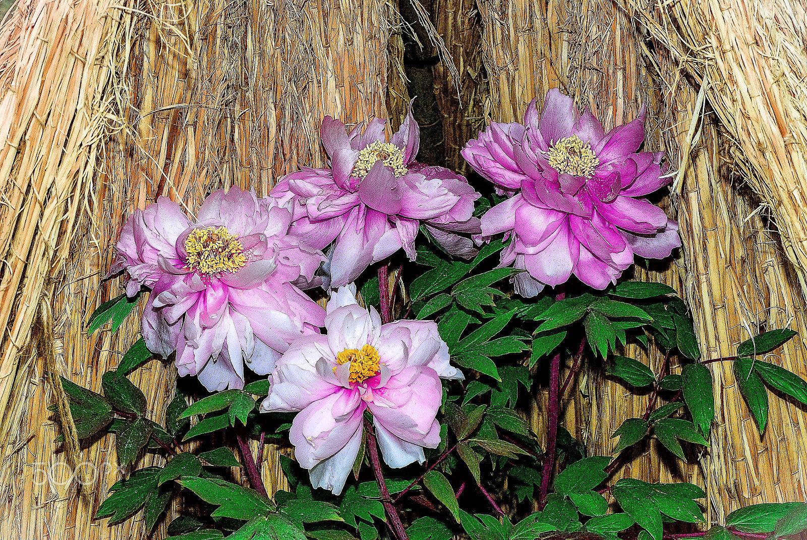 Nikon AF-S Micro-Nikkor 105mm F2.8G IF-ED VR sample photo. Wrapped straw peony「巻き藁牡丹」 photography