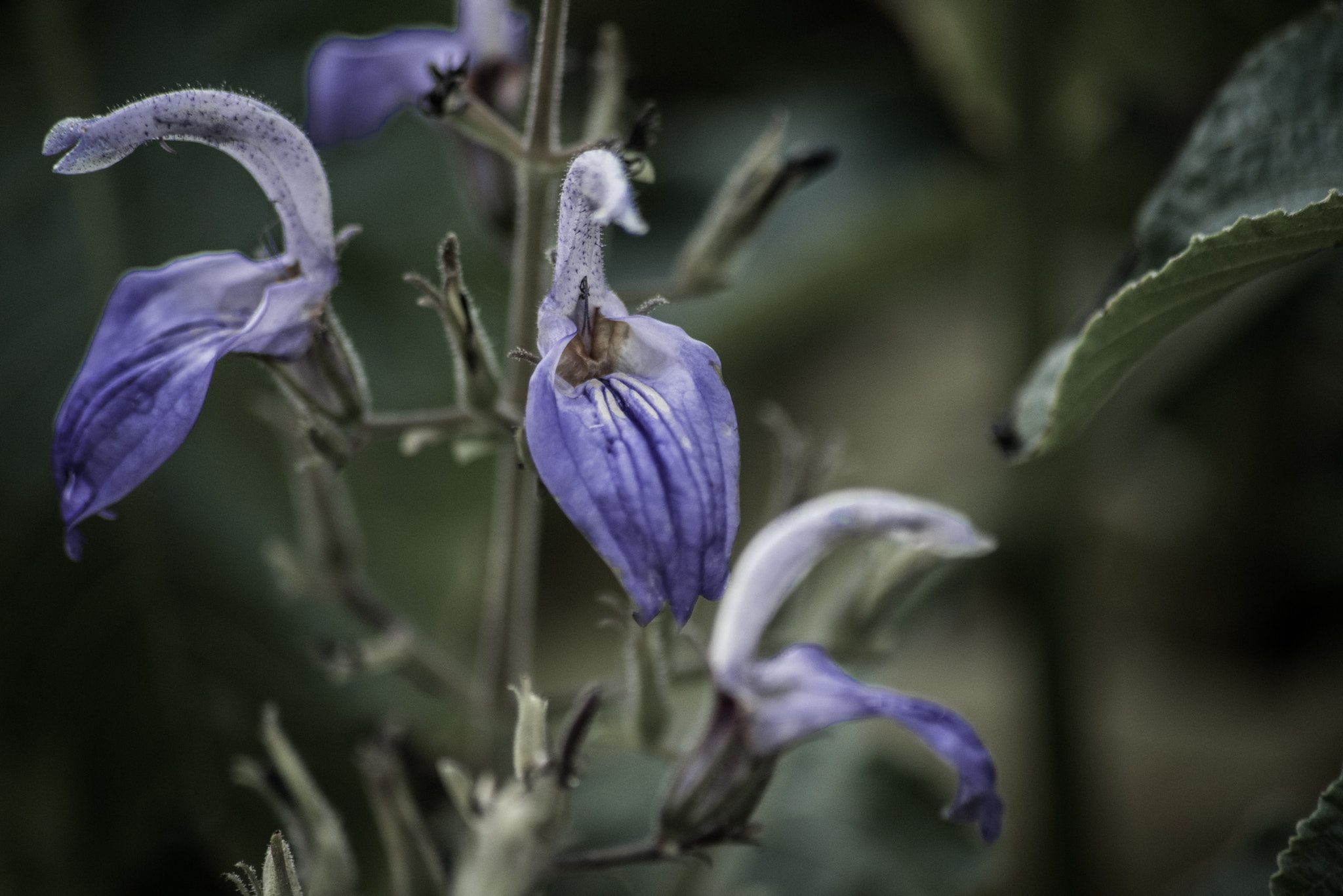 Sigma 70-300mm F4-5.6 APO DG Macro sample photo. Salvia flower photography