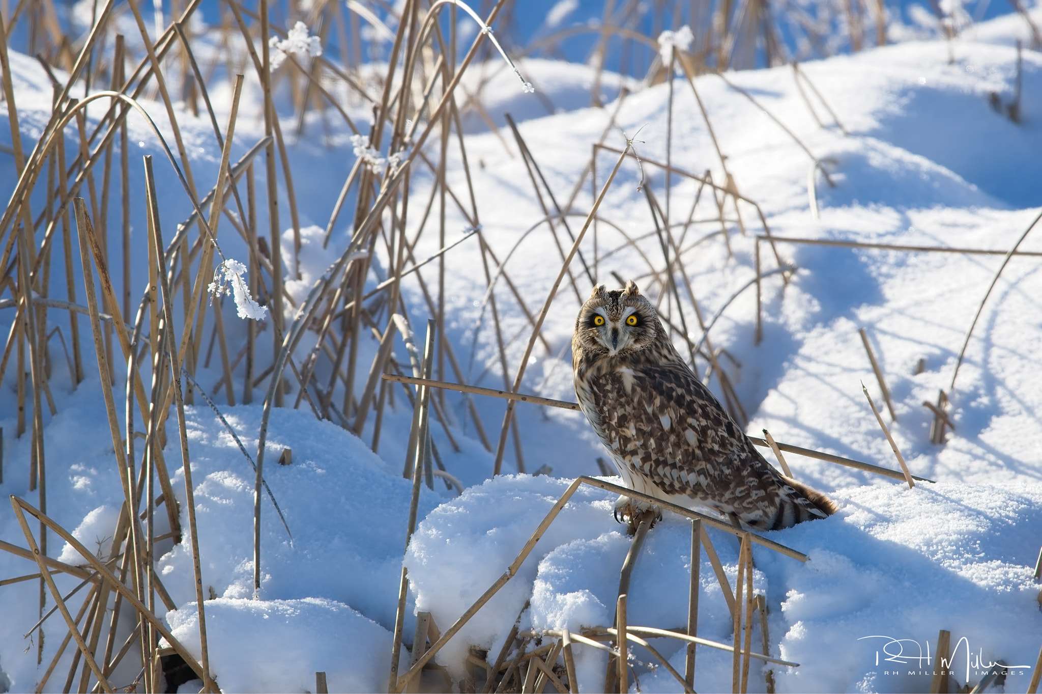 Canon EF 600mm F4L IS II USM sample photo. Look surprised photography